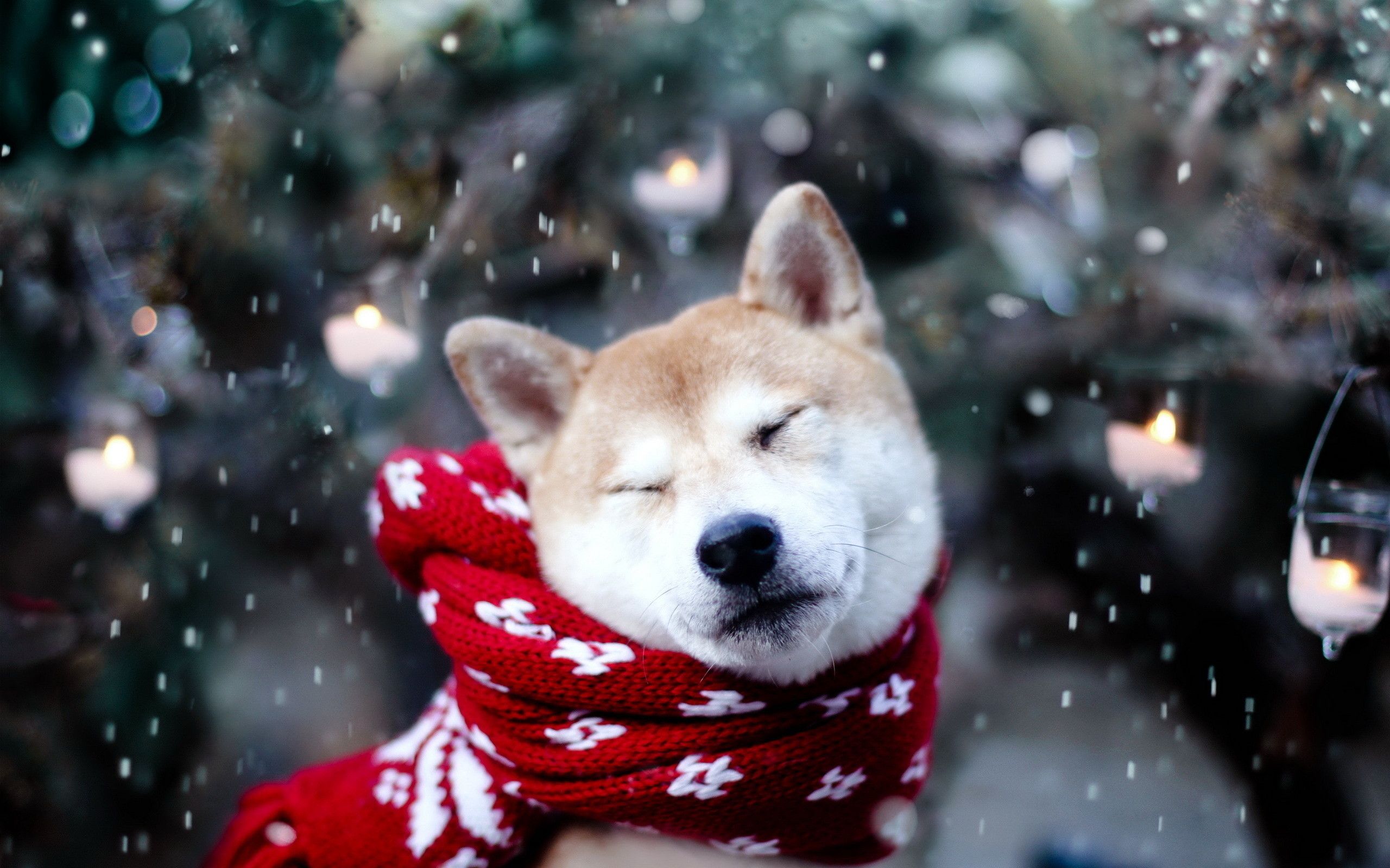 Christmas Animals Wallpapers