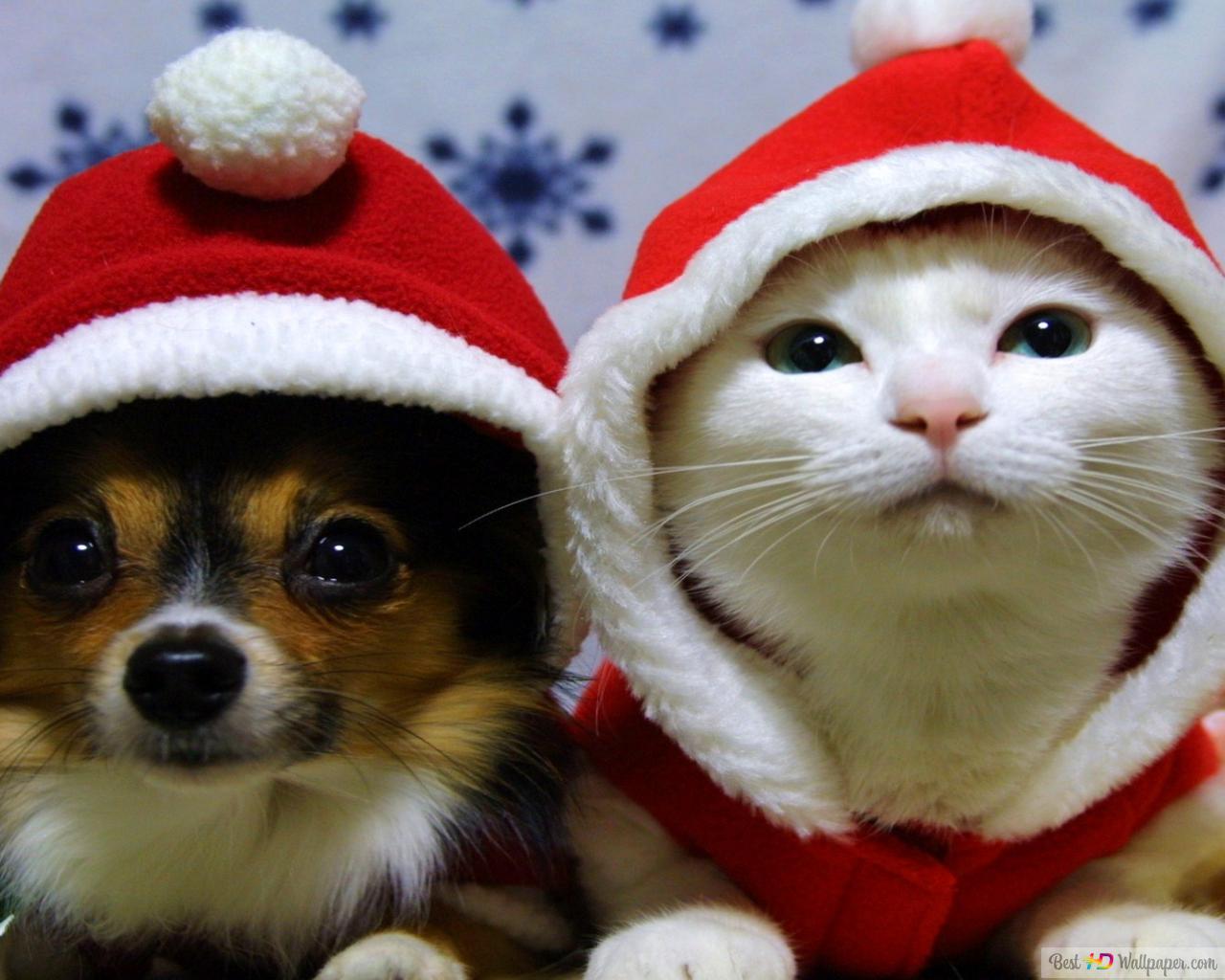 Christmas Animals Wallpapers