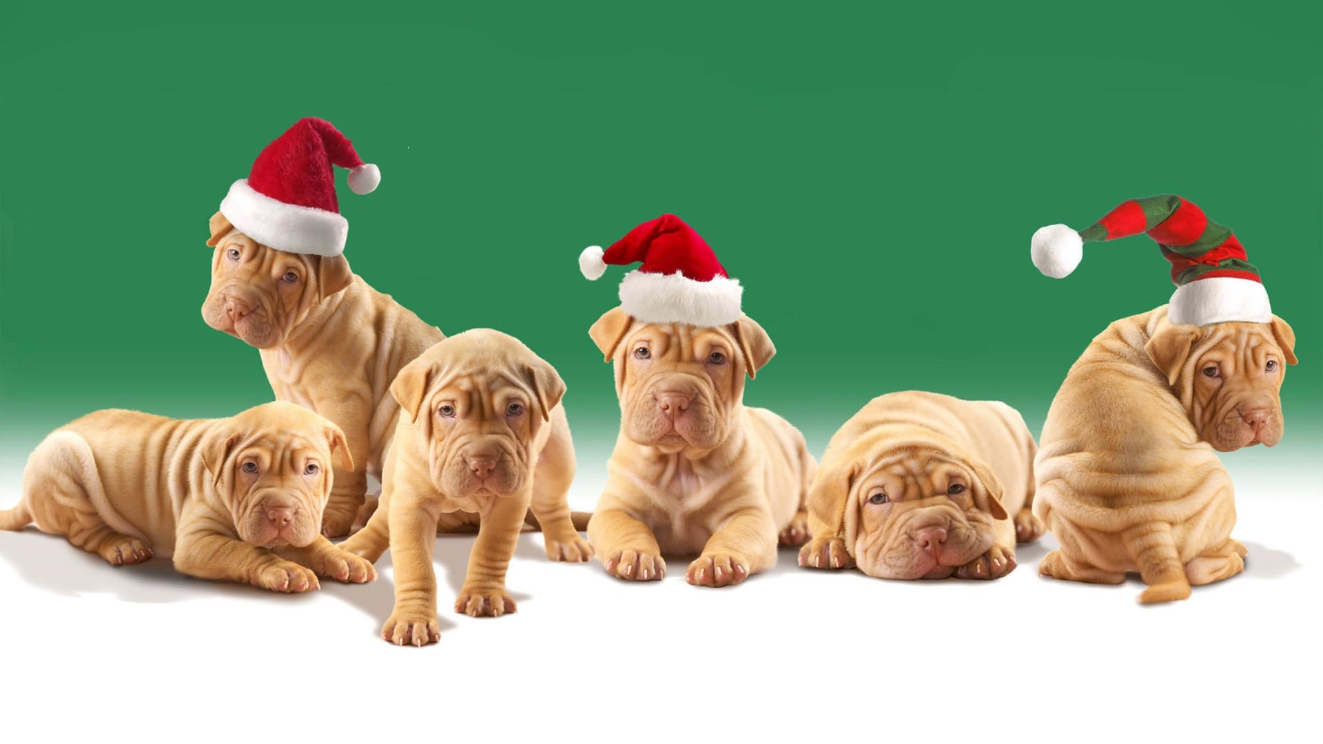 Christmas Animals Wallpapers