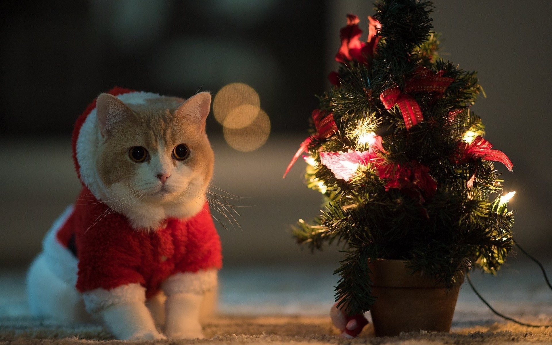 Christmas Animals Wallpapers