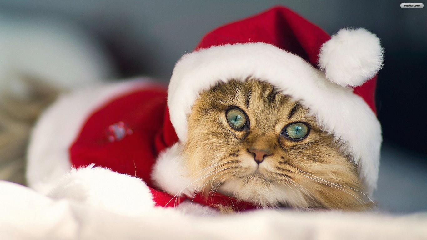 Christmas Cat Wallpapers