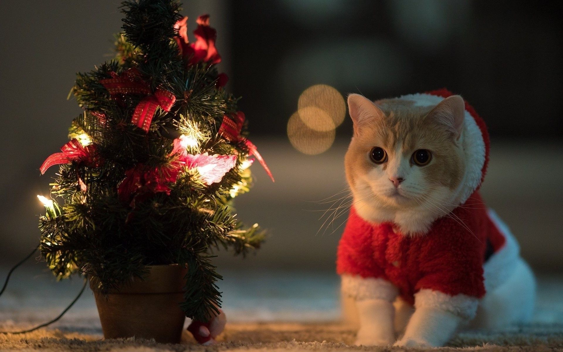 Christmas Cat Wallpapers