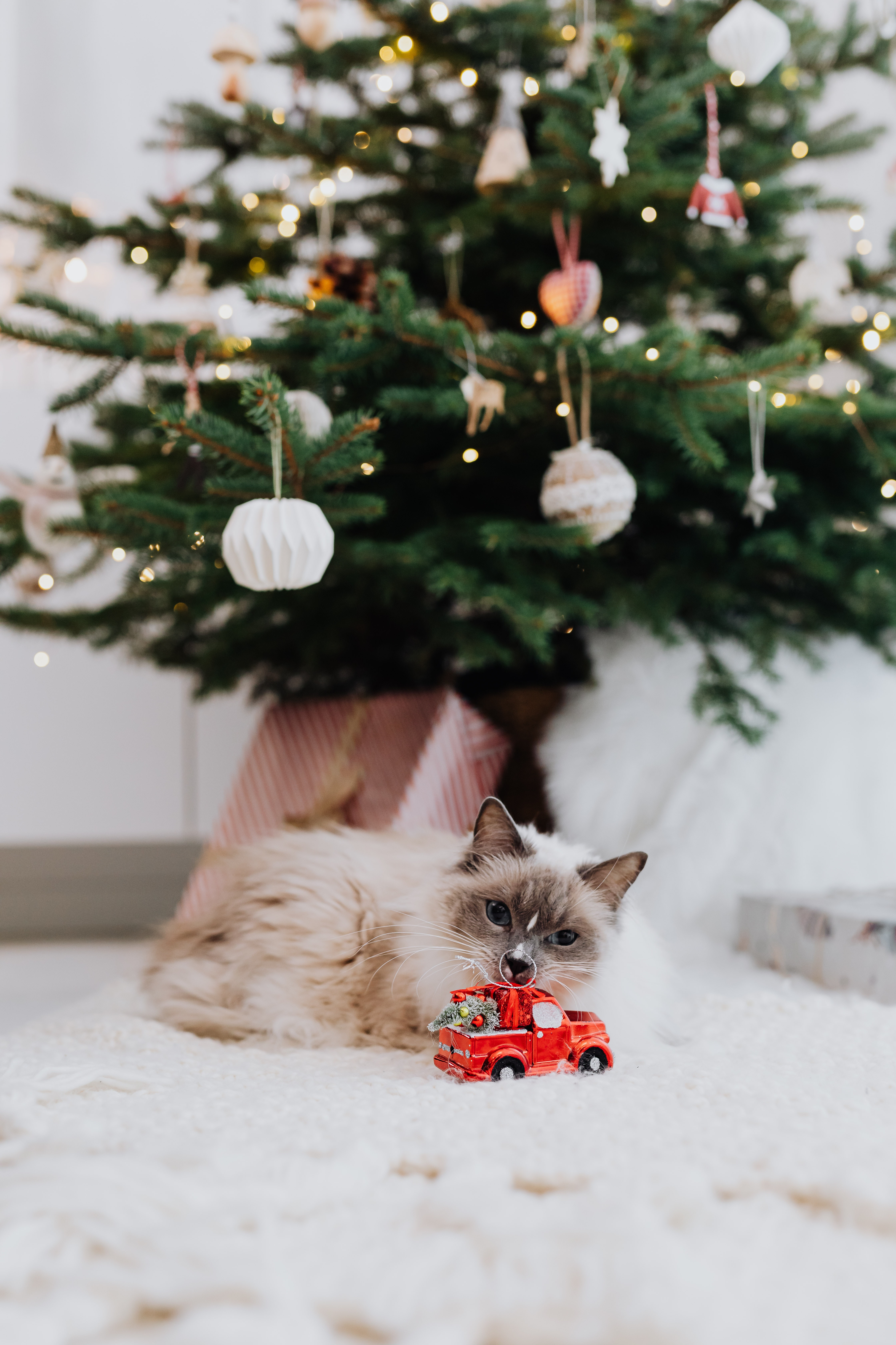 Christmas Cat Wallpapers