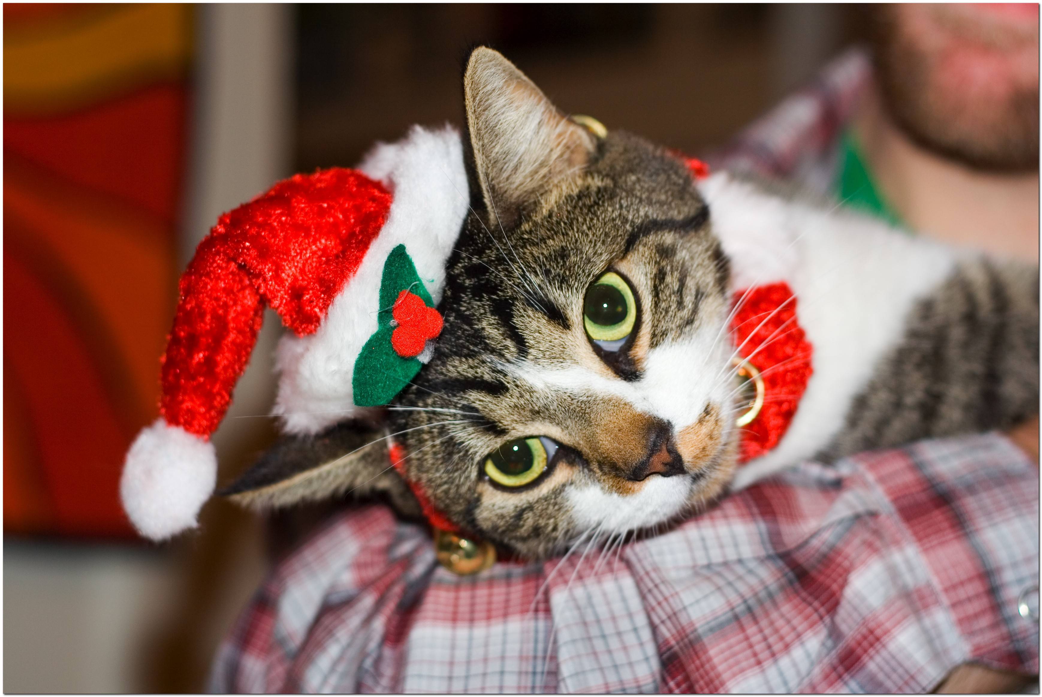 Christmas Cat Wallpapers