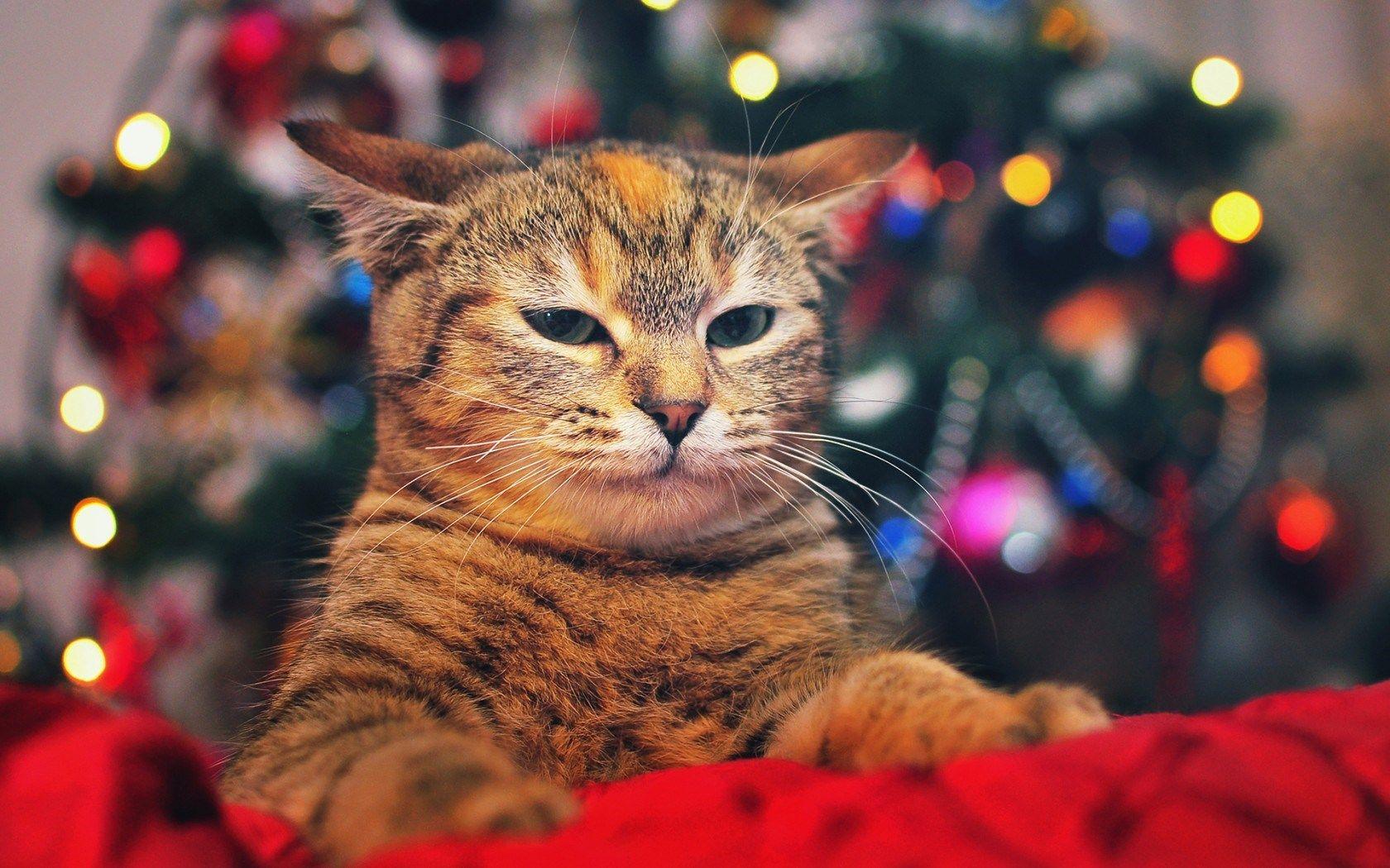 Christmas Cat Wallpapers