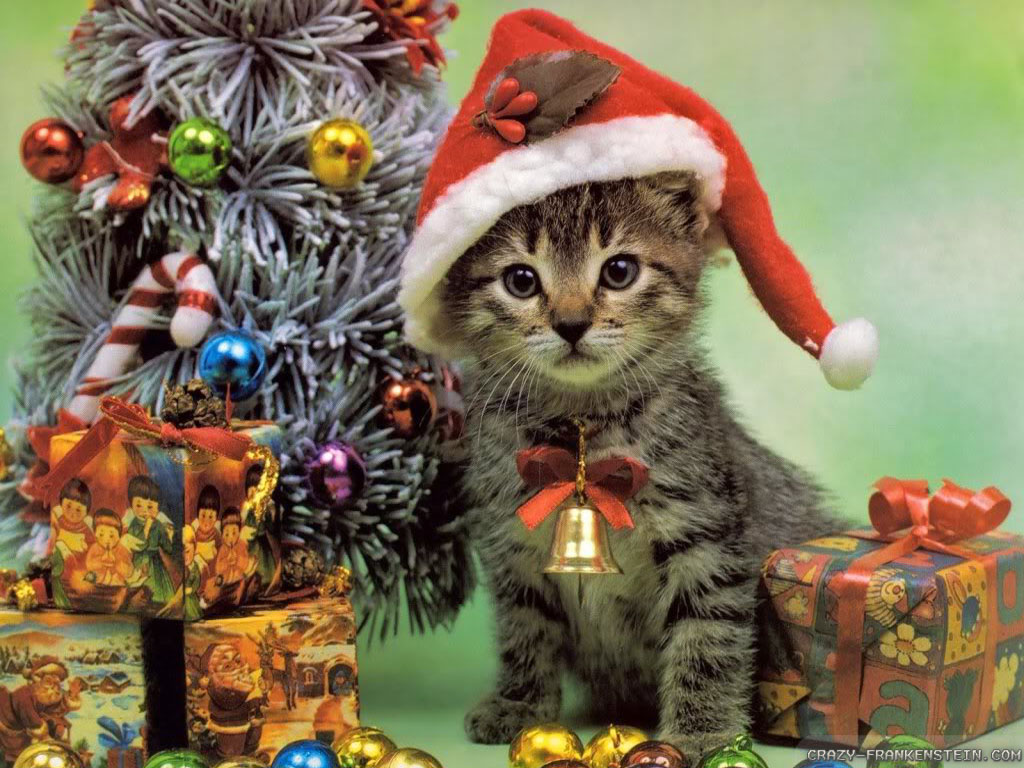 Christmas Cat Wallpapers