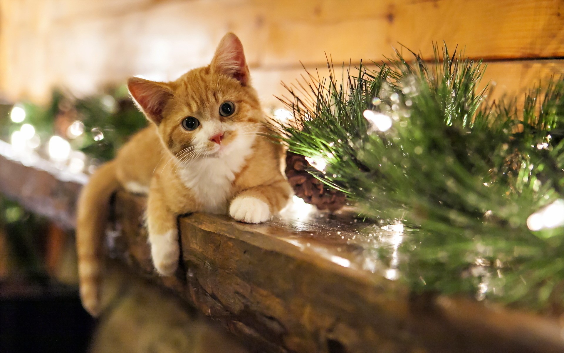 Christmas Cat Wallpapers