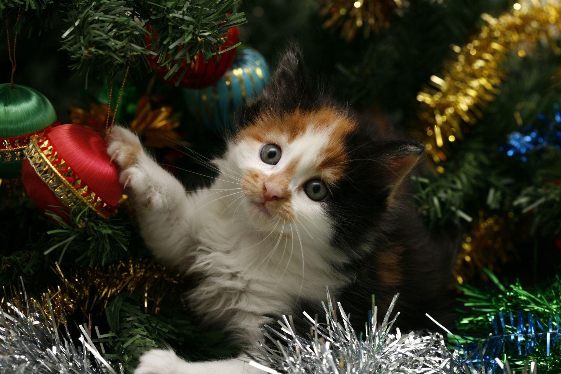 Christmas Cat Wallpapers