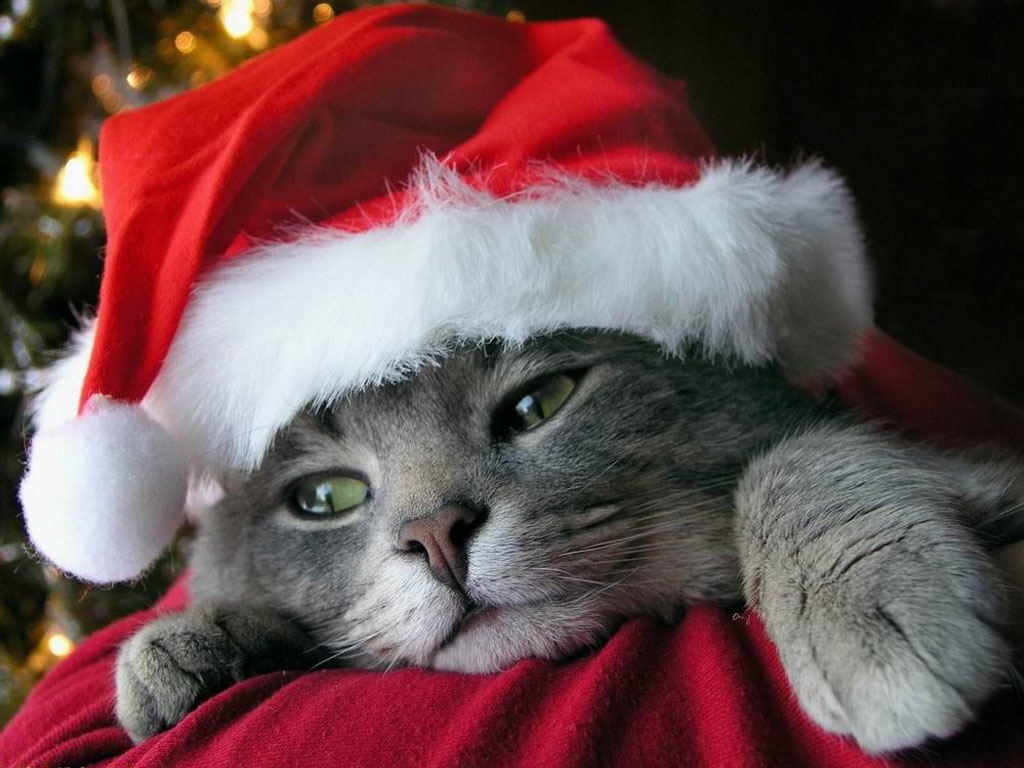 Christmas Cat Wallpapers