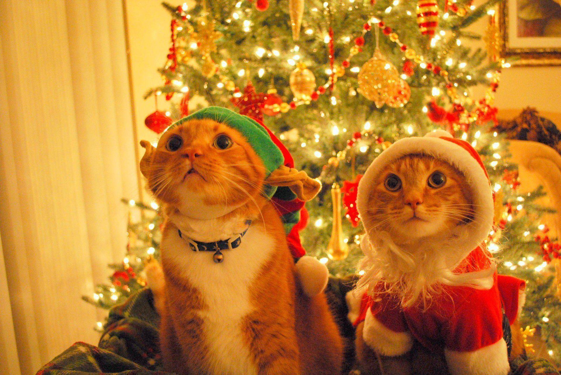 Christmas Cats Wallpapers