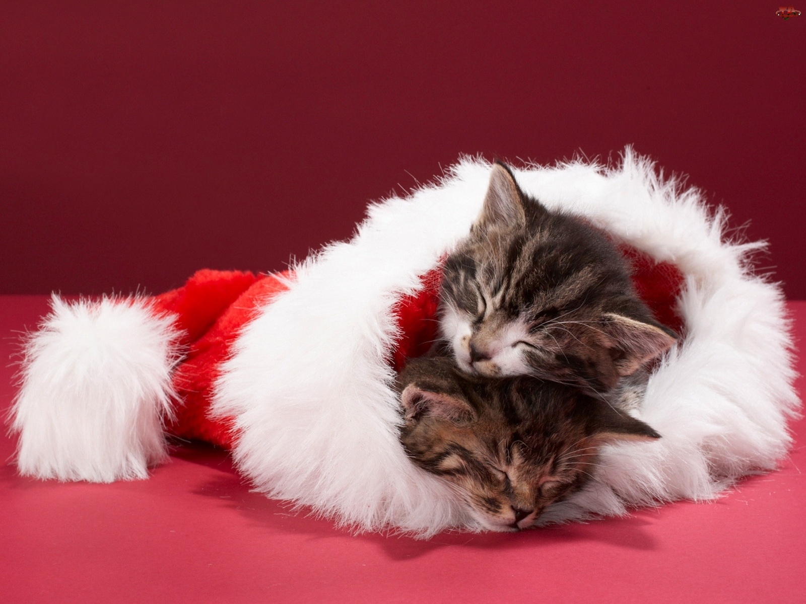 Christmas Cats Wallpapers