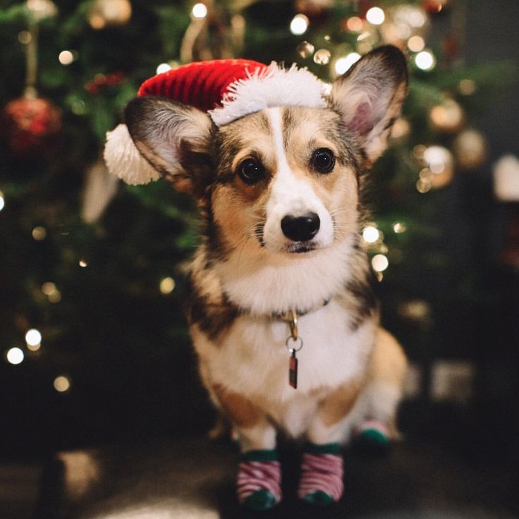 Christmas Corgi Wallpapers