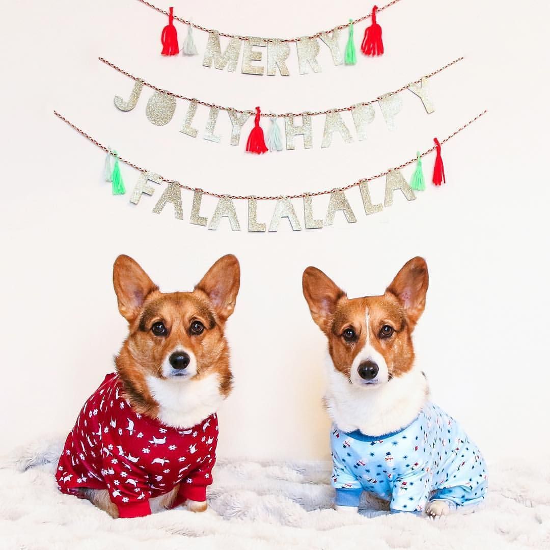 Christmas Corgi Wallpapers