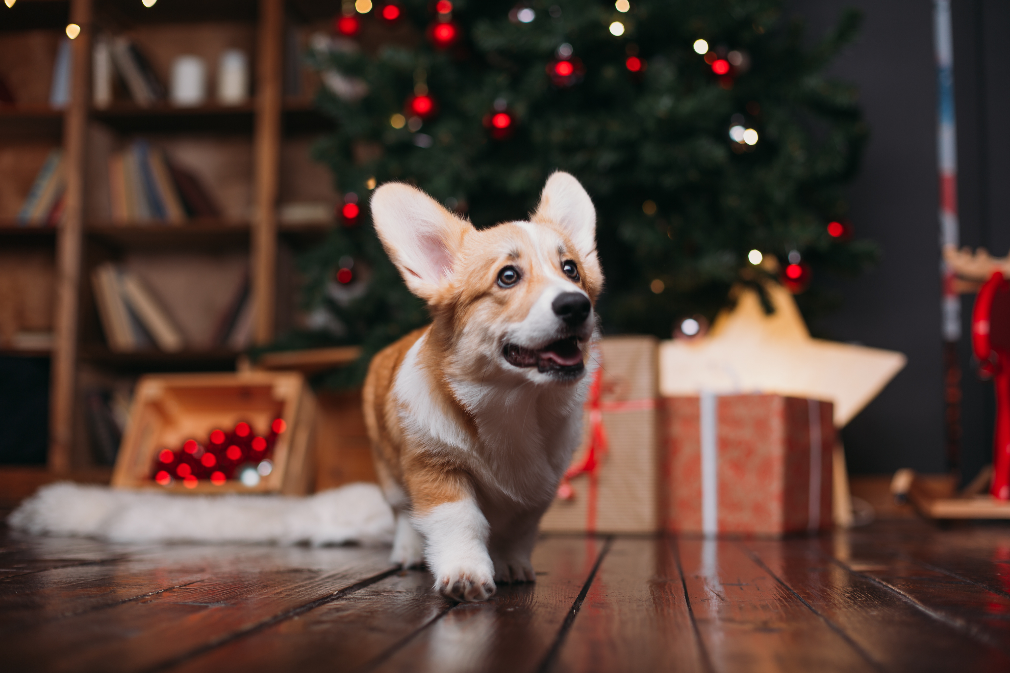 Christmas Corgi Wallpapers