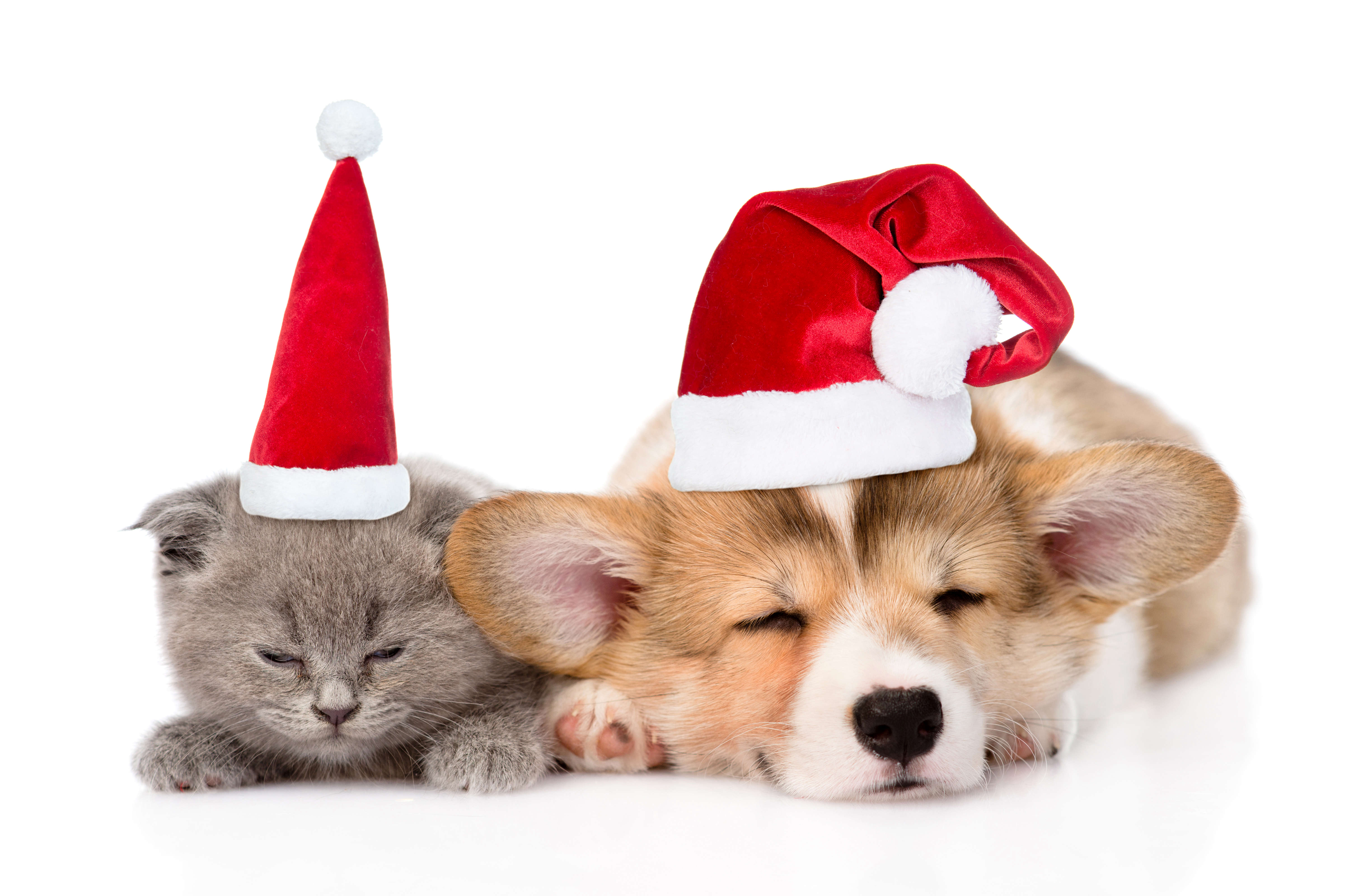 Christmas Corgi Wallpapers