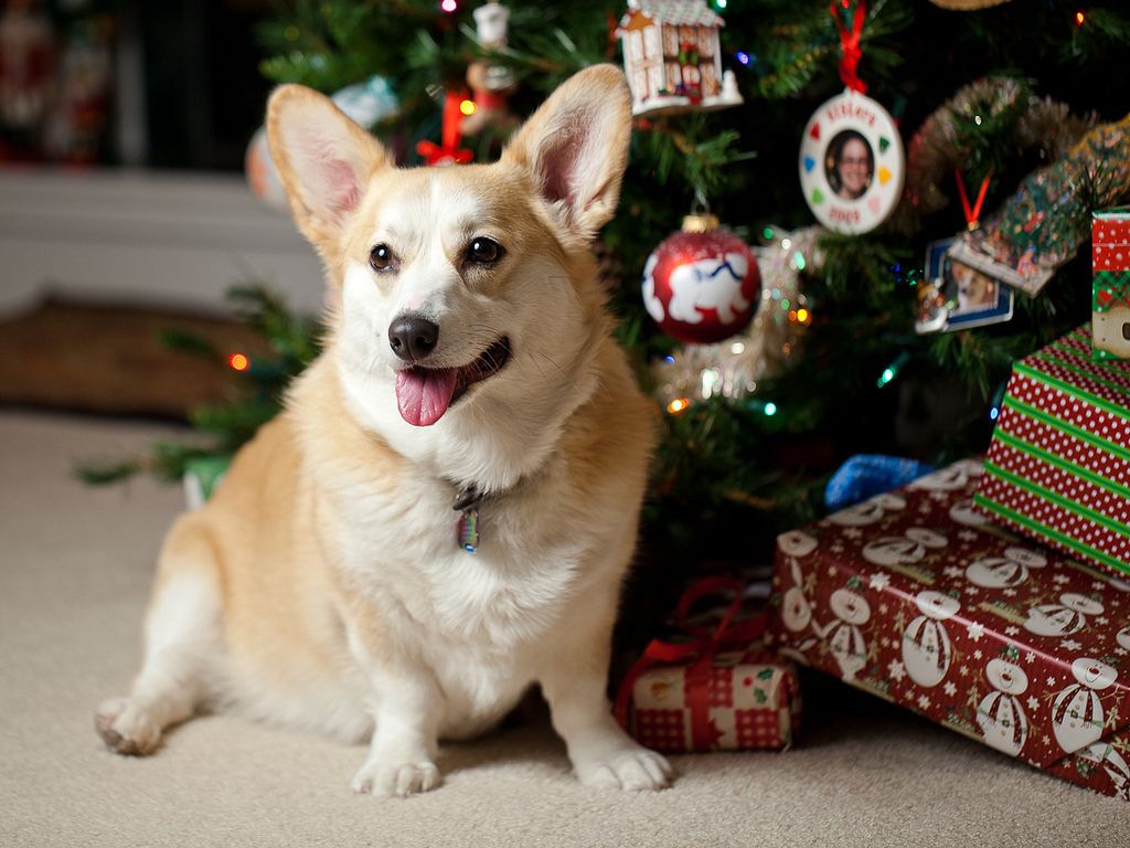 Christmas Corgi Wallpapers