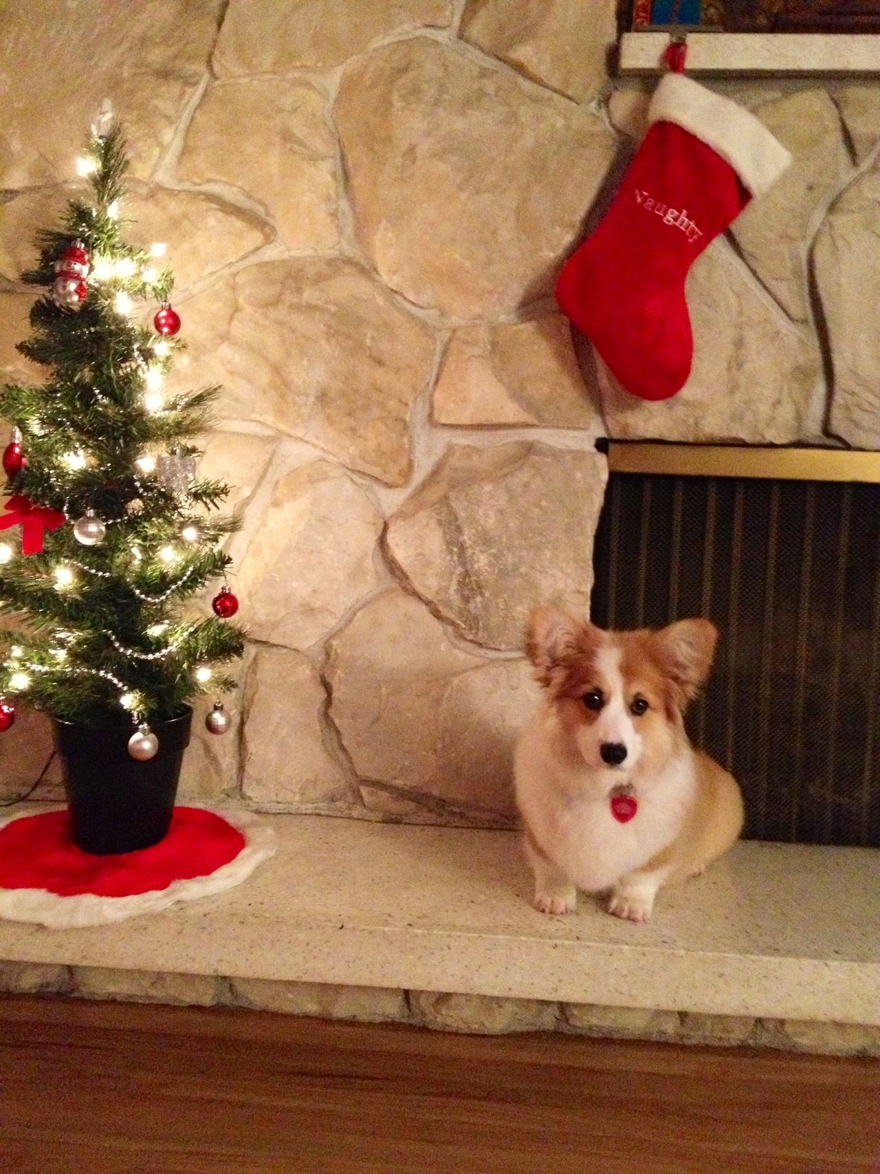 Christmas Corgi Wallpapers