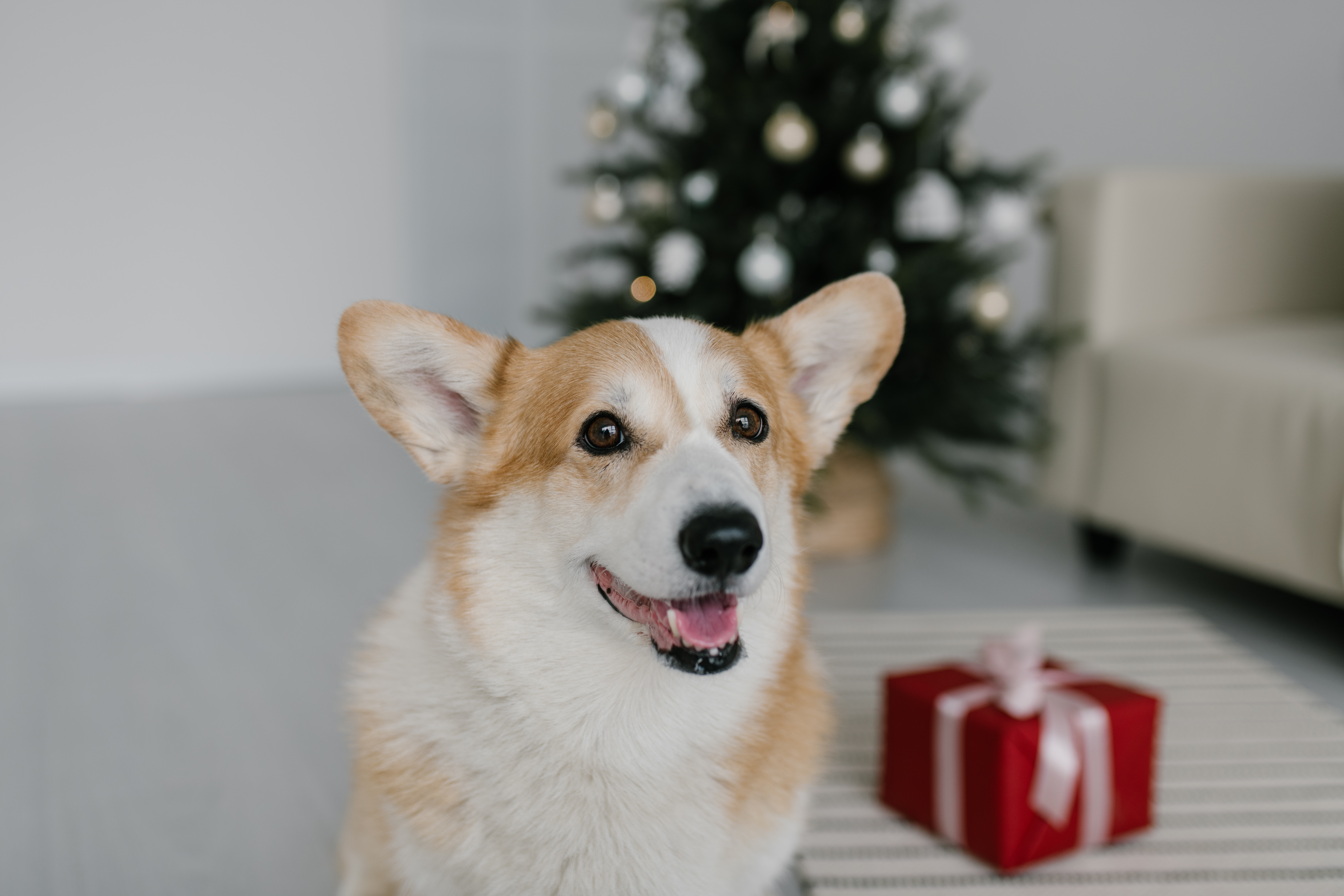 Christmas Corgi Wallpapers