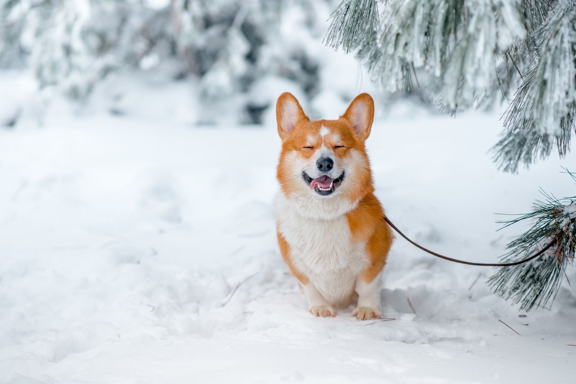 Christmas Corgi Wallpapers