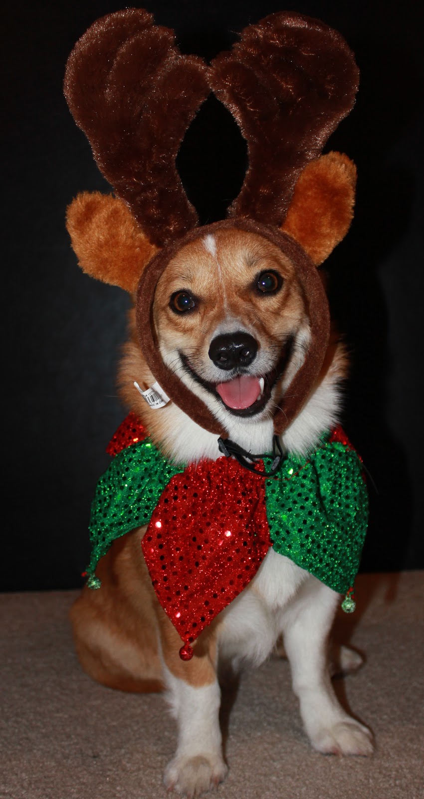 Christmas Corgi Wallpapers