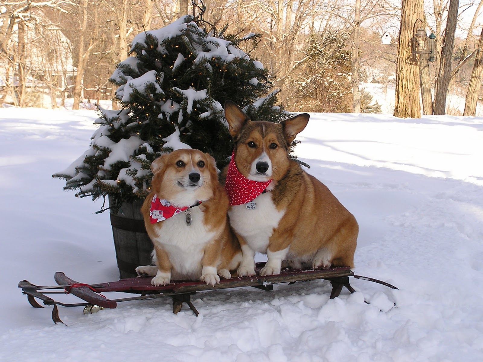 Christmas Corgi Wallpapers