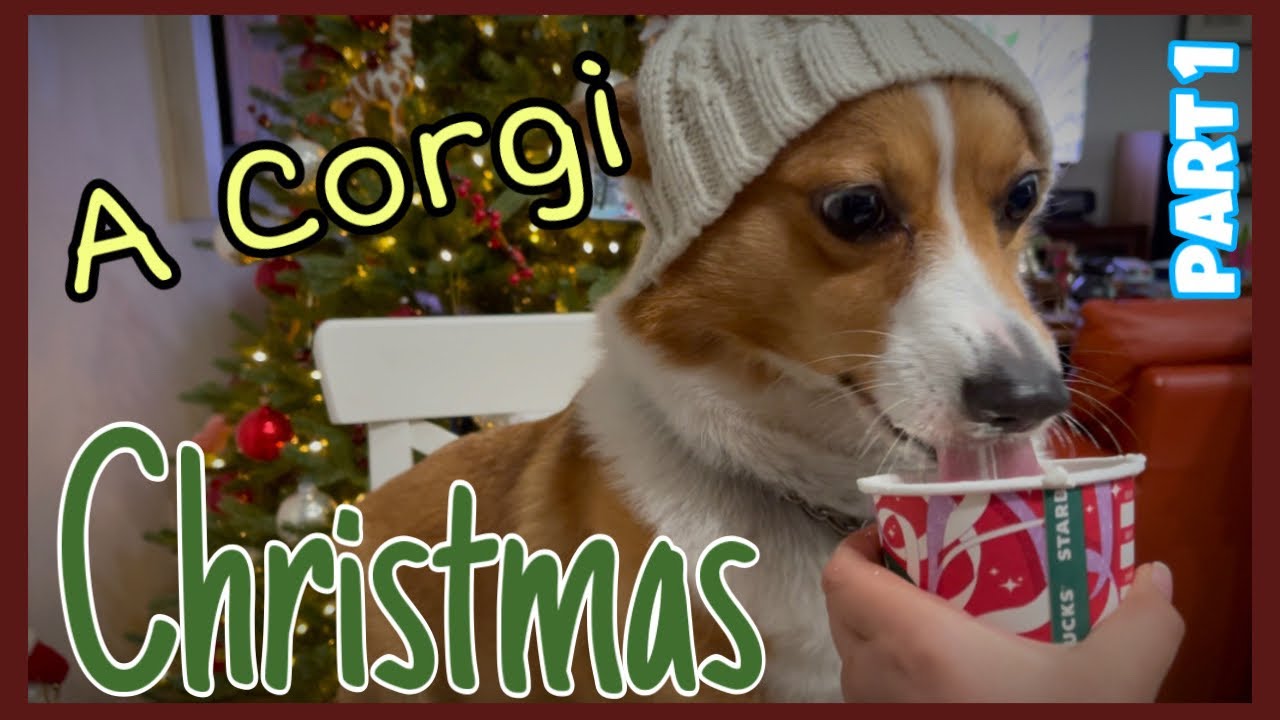 Christmas Corgi Wallpapers