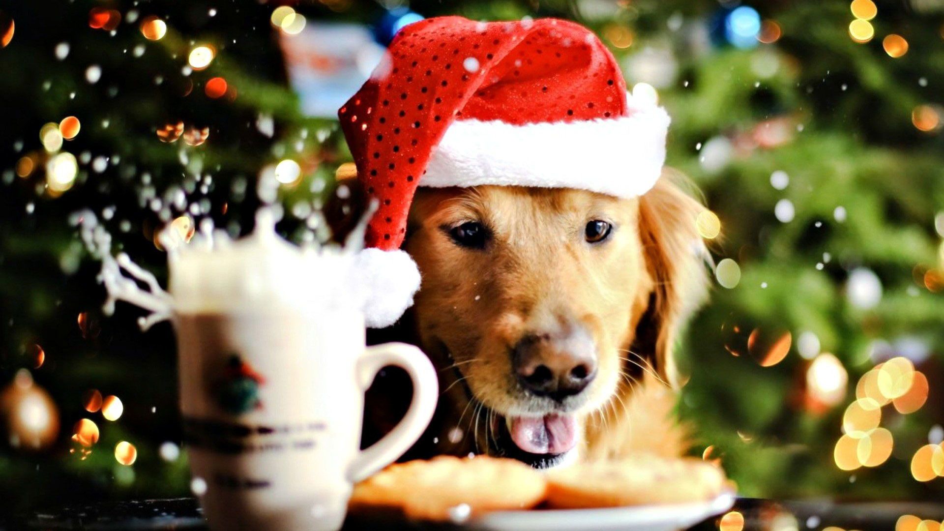 Christmas Dog Wallpapers