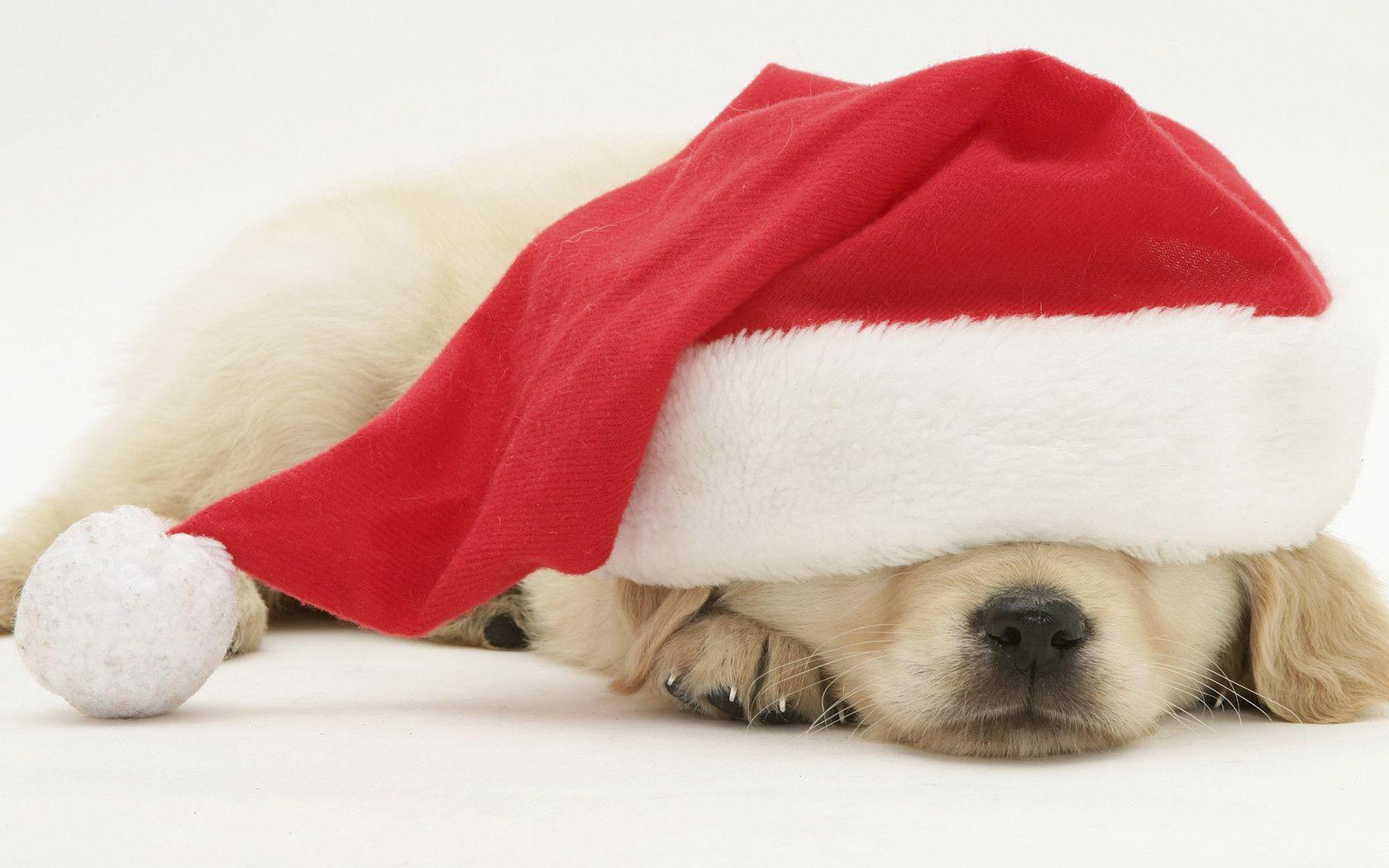 Christmas Dog Wallpapers