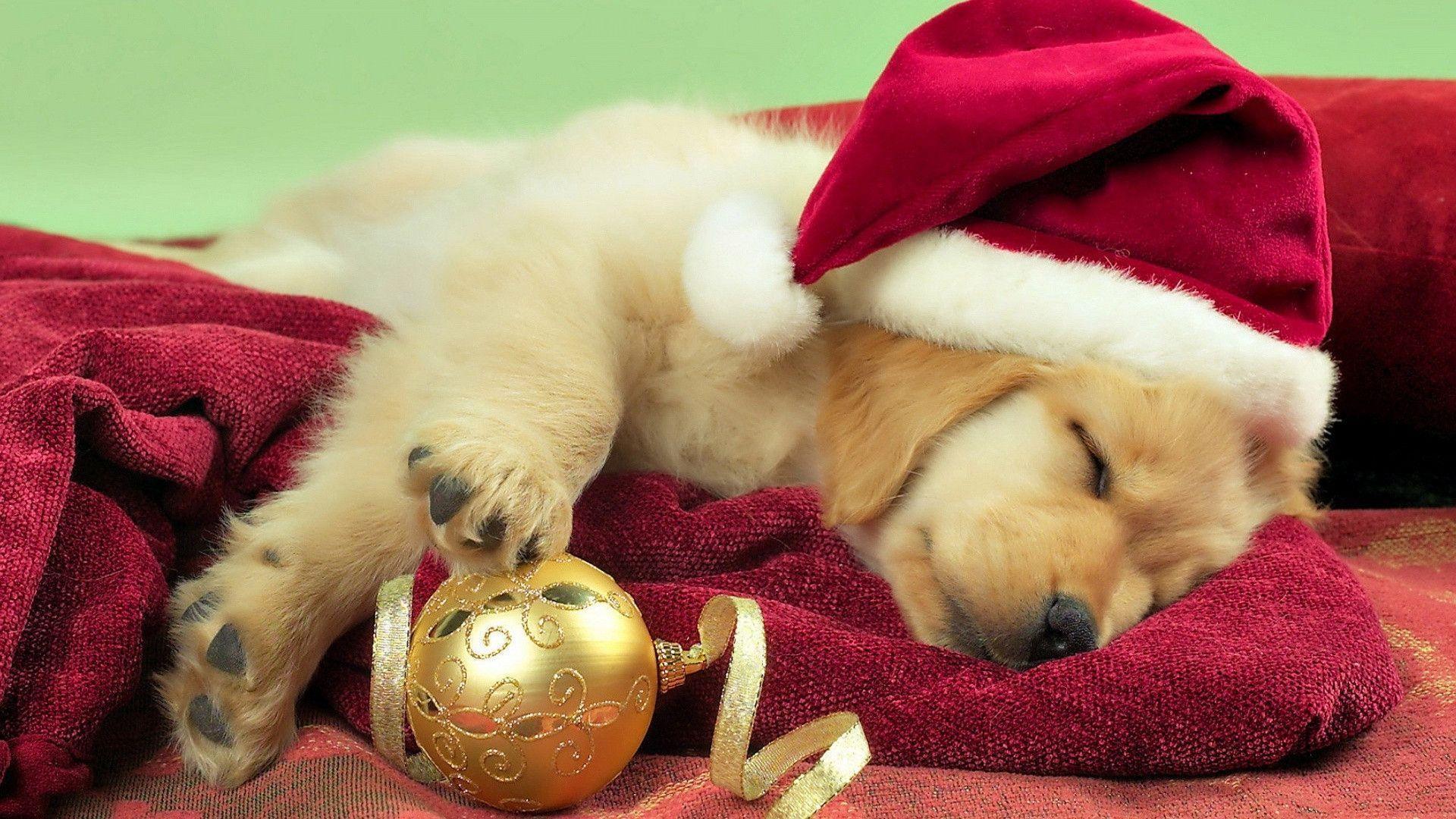 Christmas Dog Wallpapers