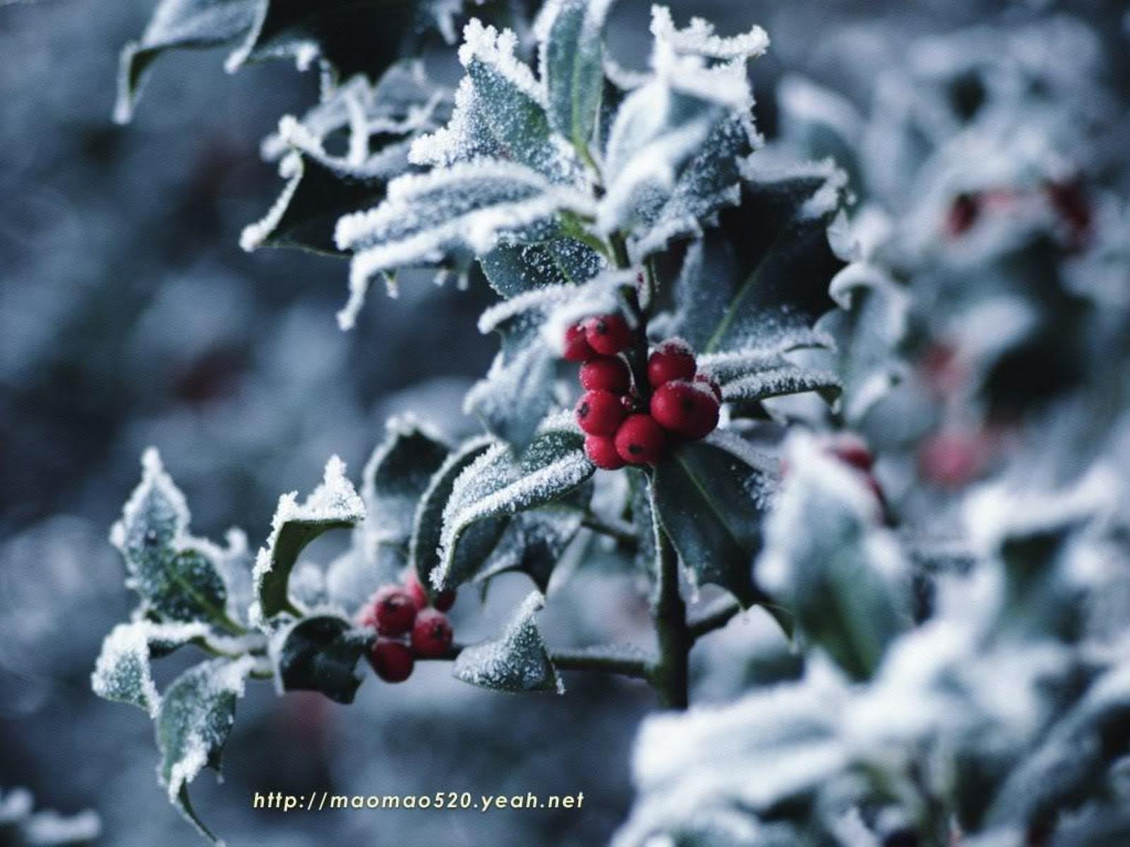 Christmas Holly Wallpapers