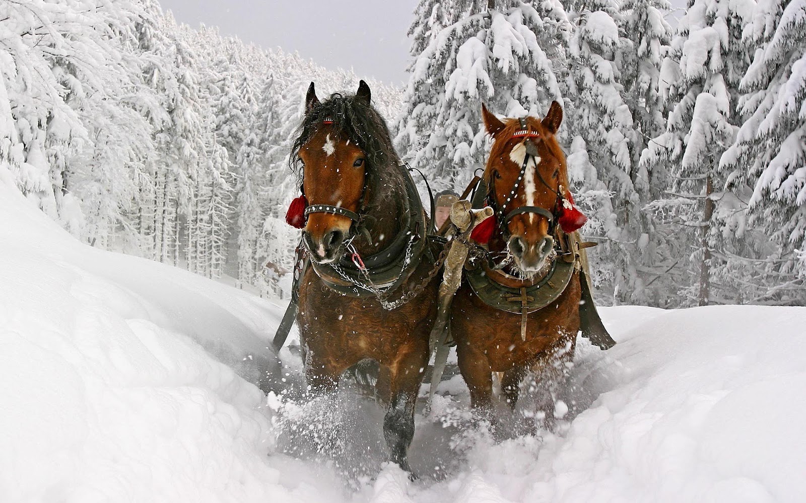 Christmas Horse Wallpapers