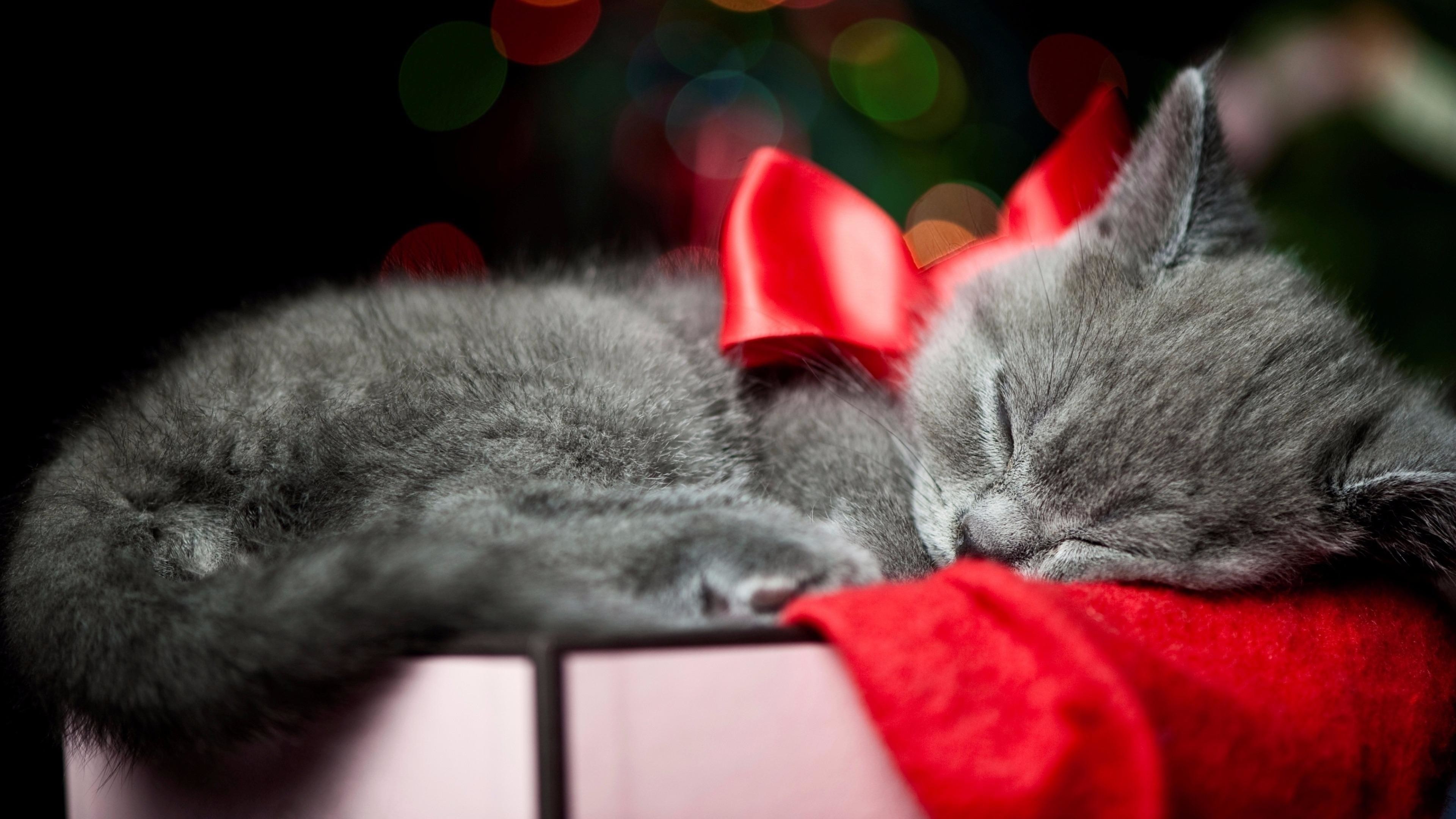 Christmas Kitten Wallpapers