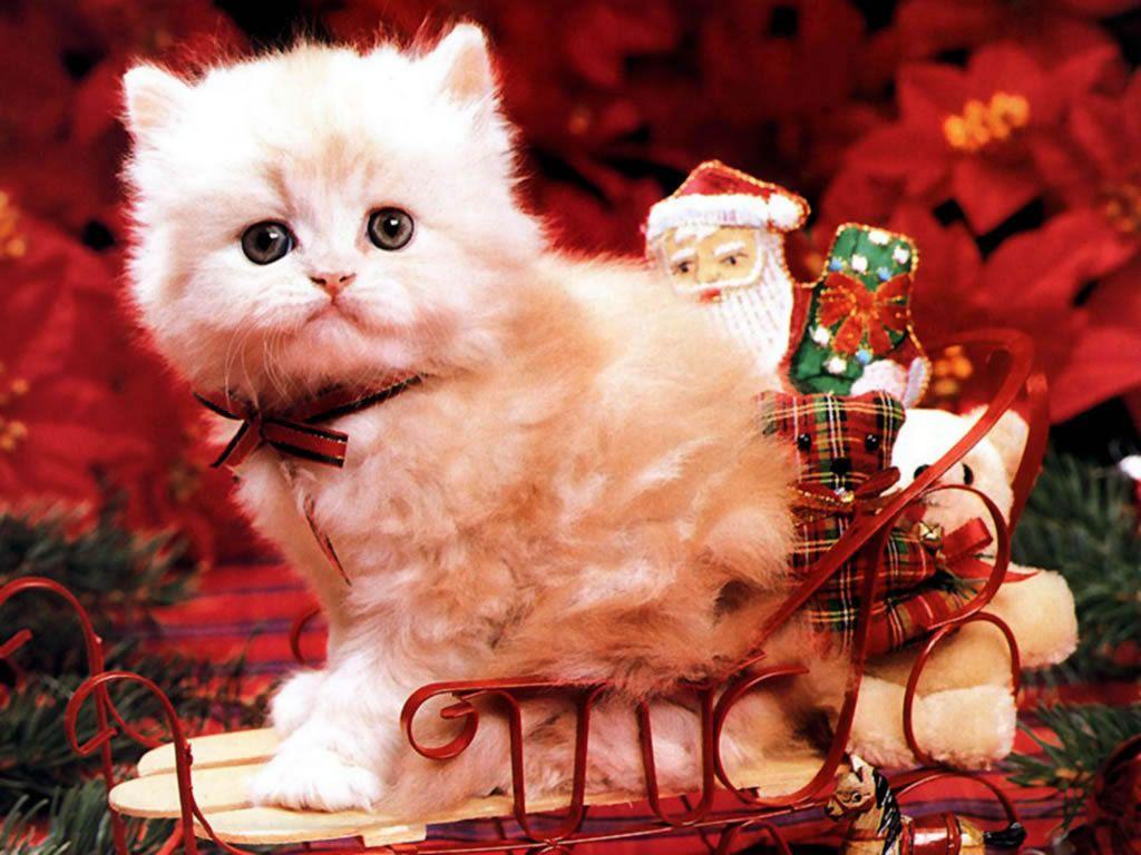 Christmas Kitten Wallpapers