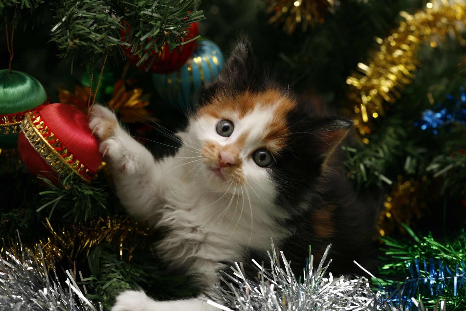 Christmas Kitten Wallpapers