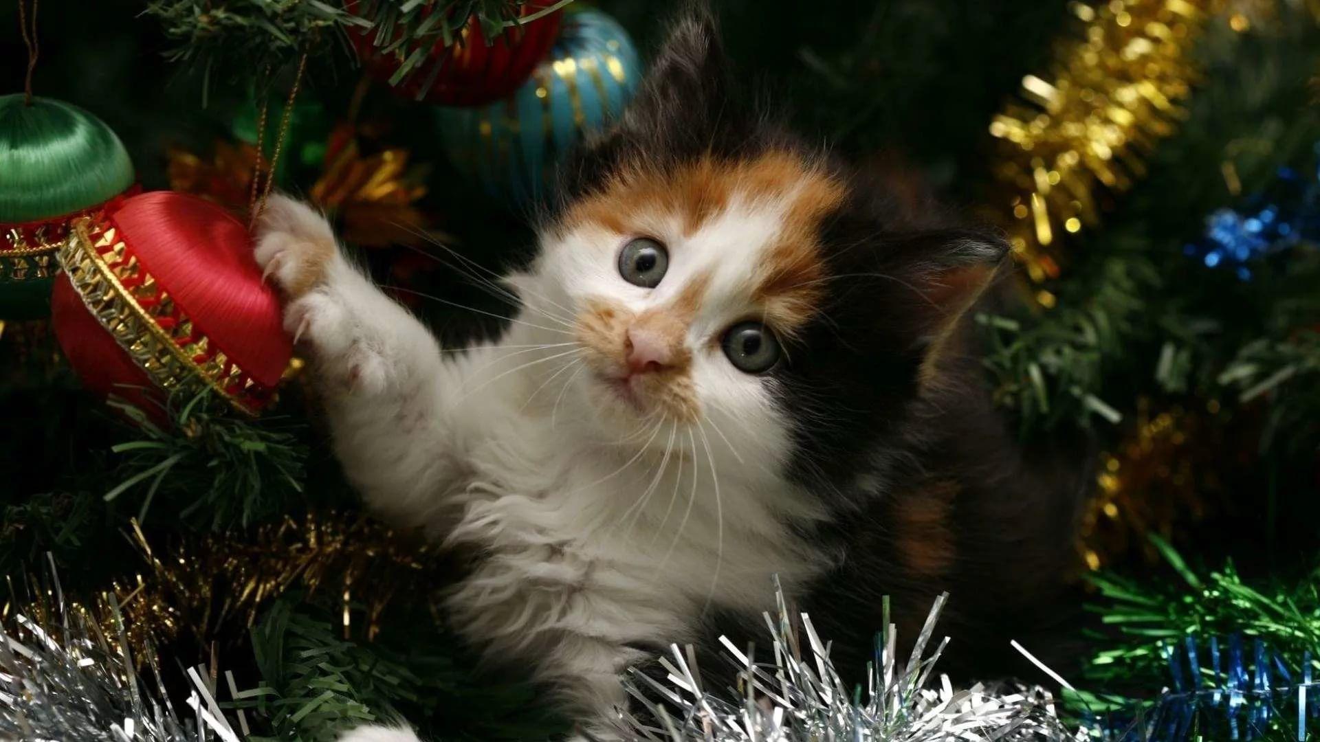 Christmas Kittens Wallpapers