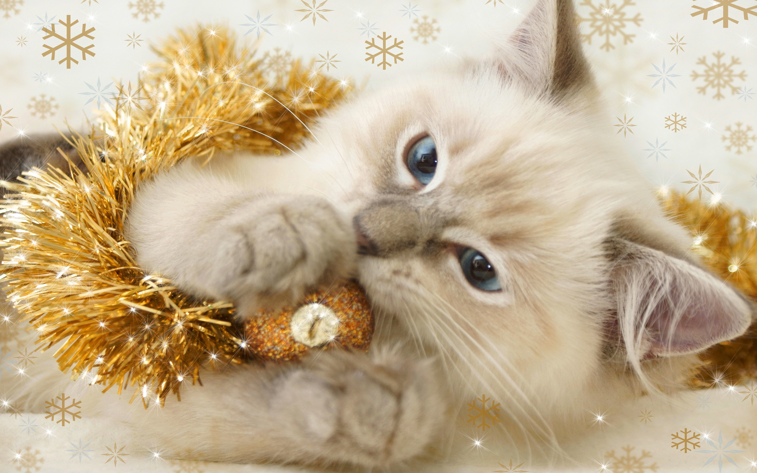 Christmas Kittens Wallpapers