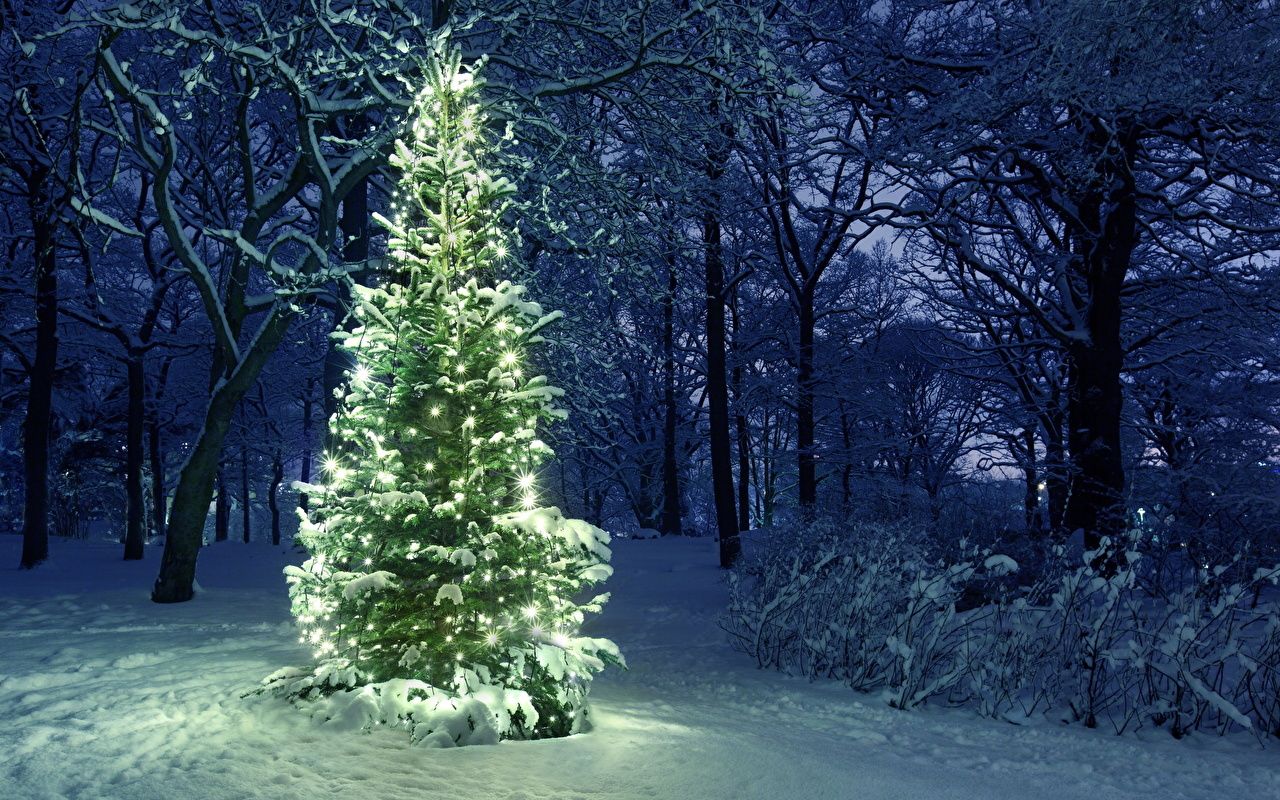 Christmas Nature Wallpapers