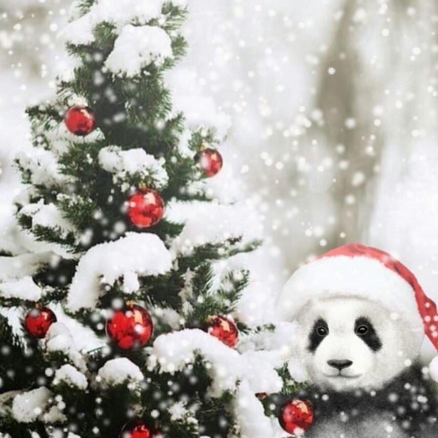 Christmas Panda Wallpapers