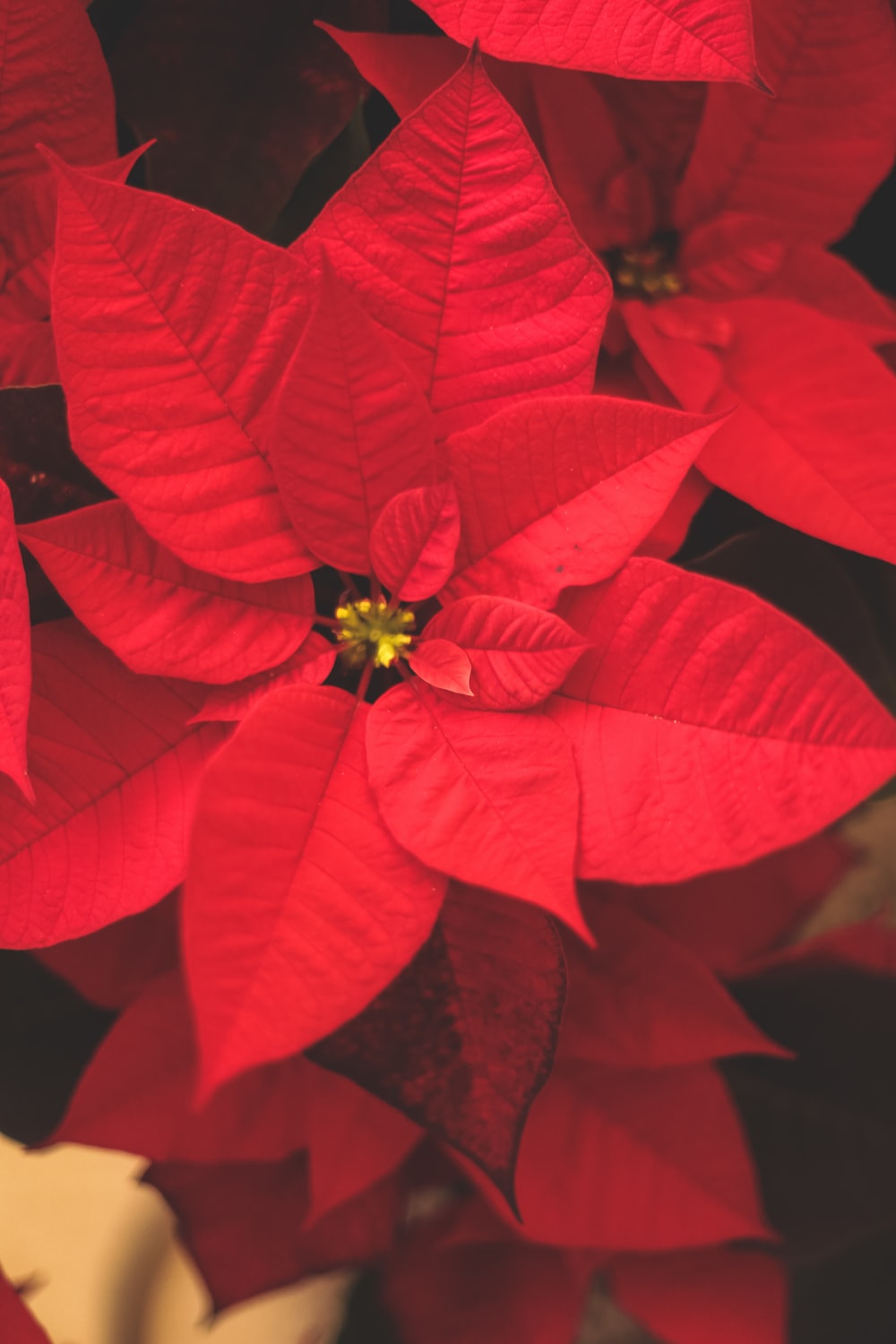 Christmas Poinsettia Wallpapers