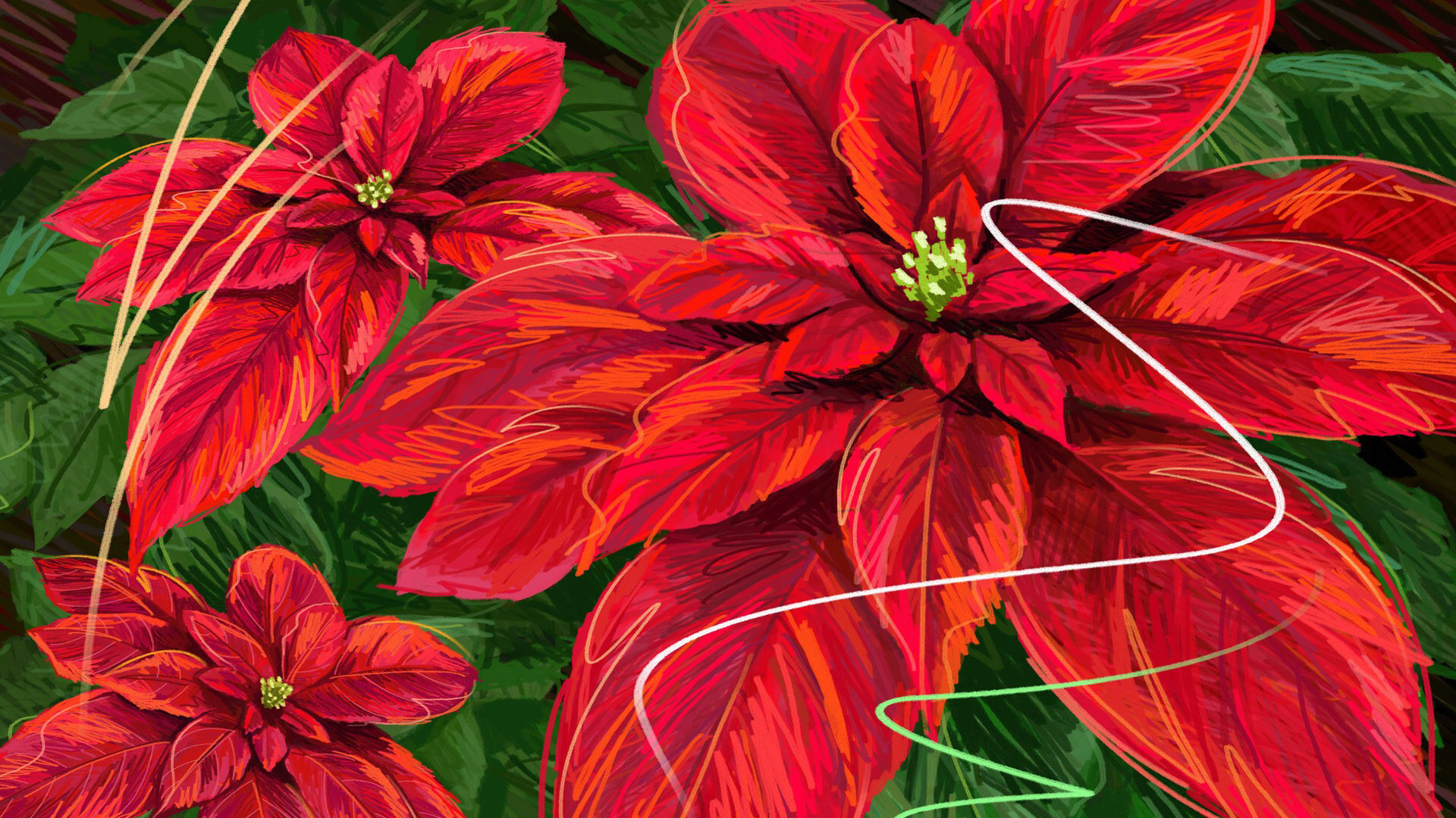 Christmas Poinsettia Wallpapers