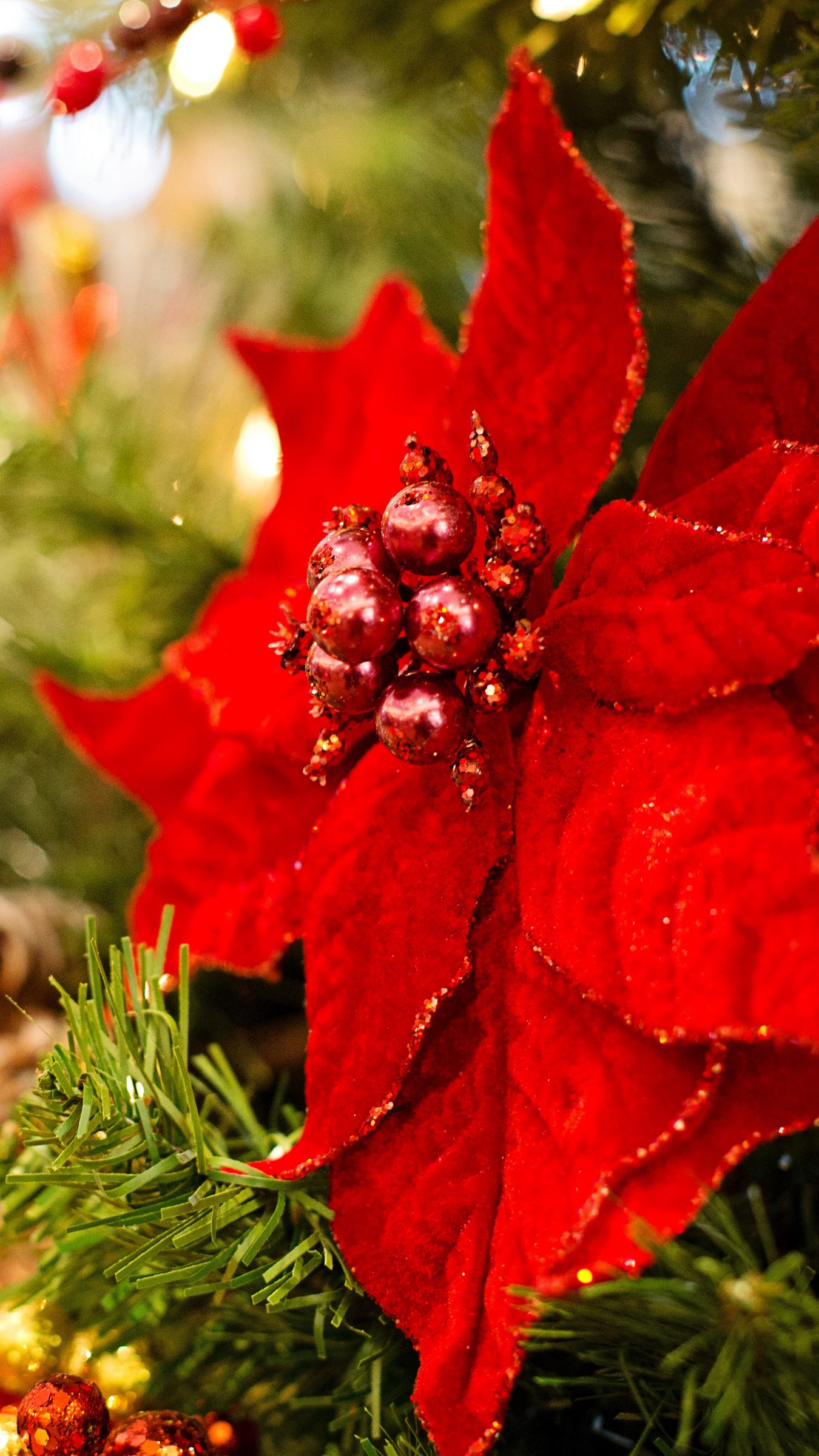 Christmas Poinsettia Wallpapers