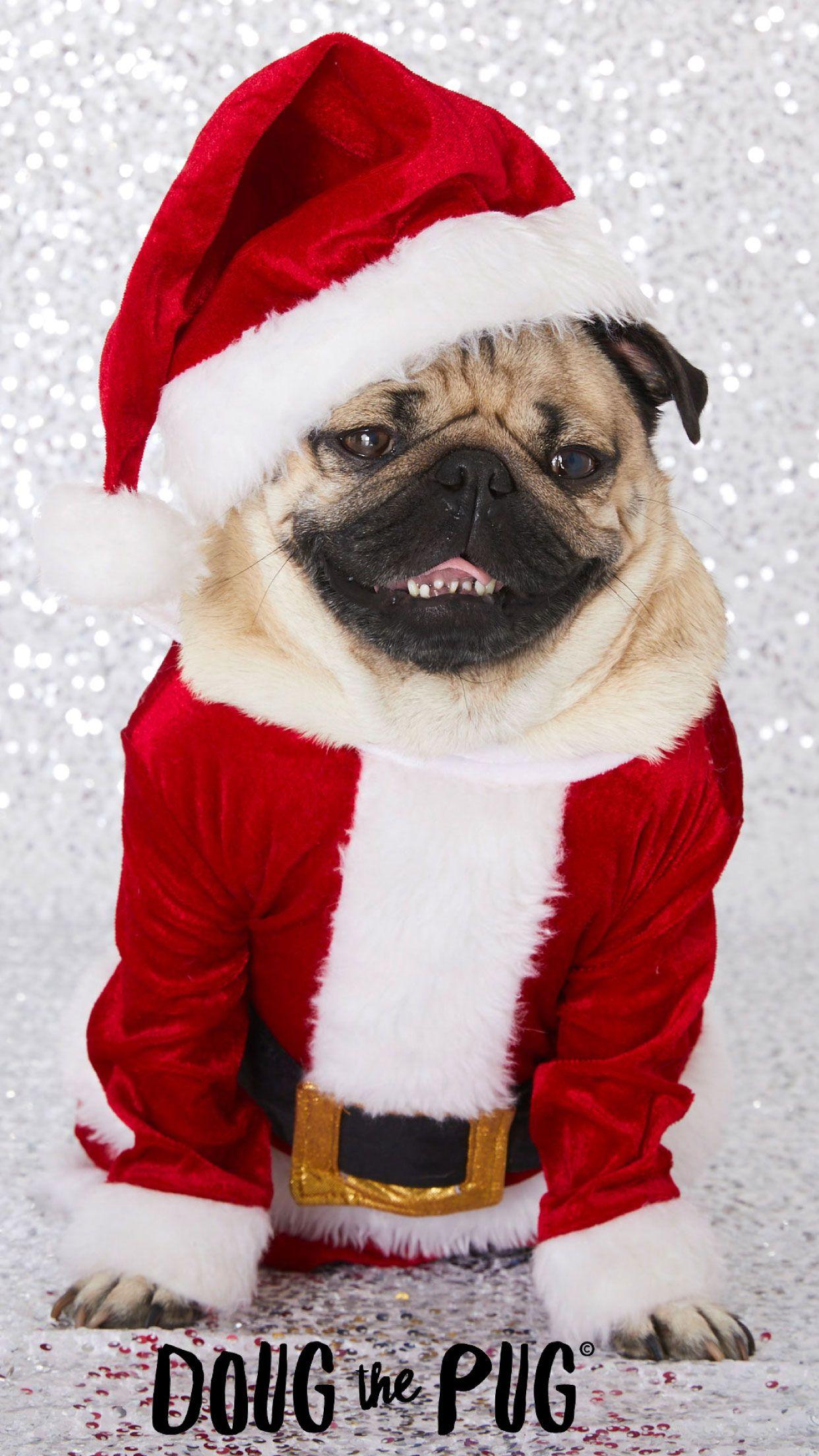 Christmas Pug Wallpapers