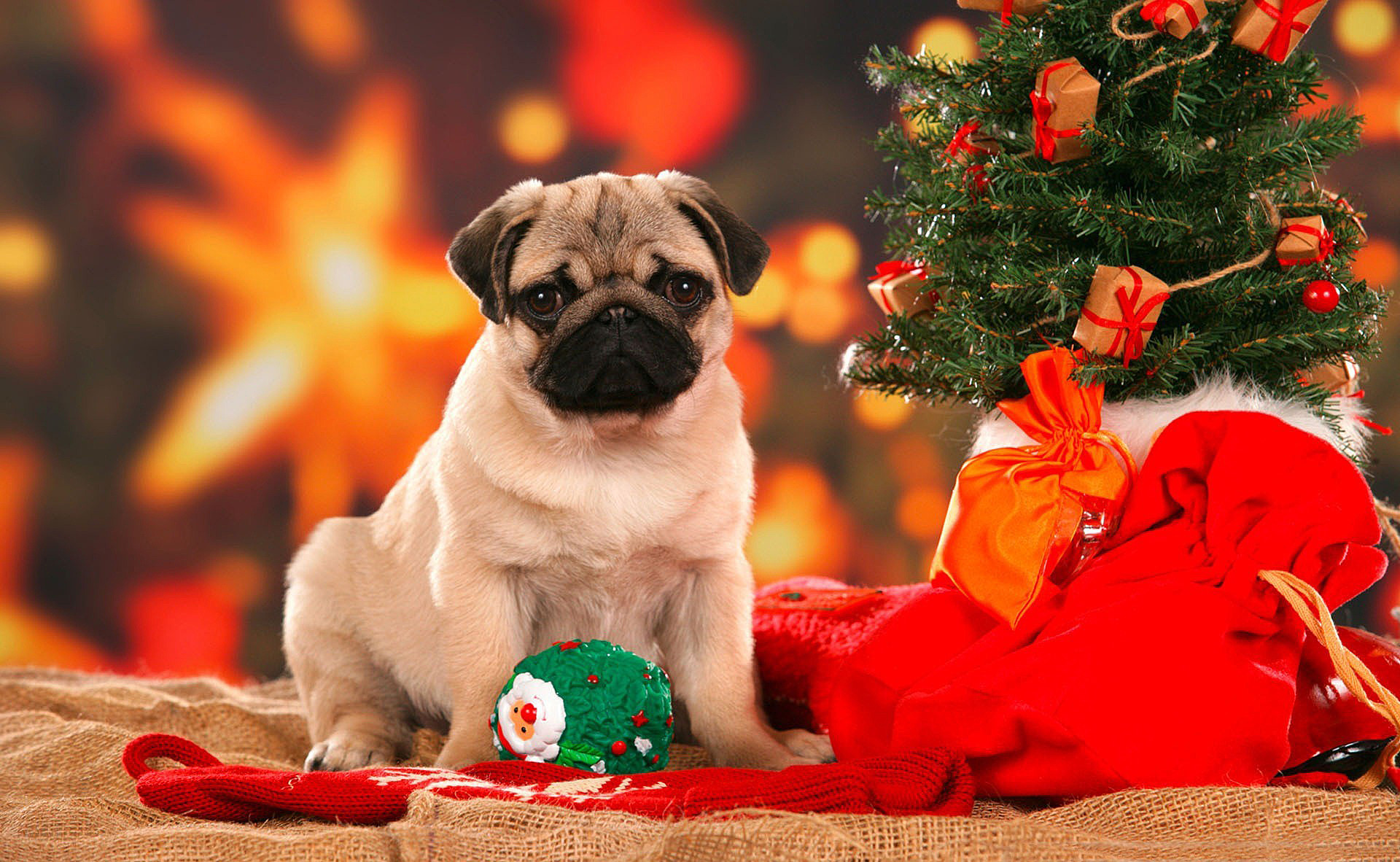 Christmas Pug Wallpapers