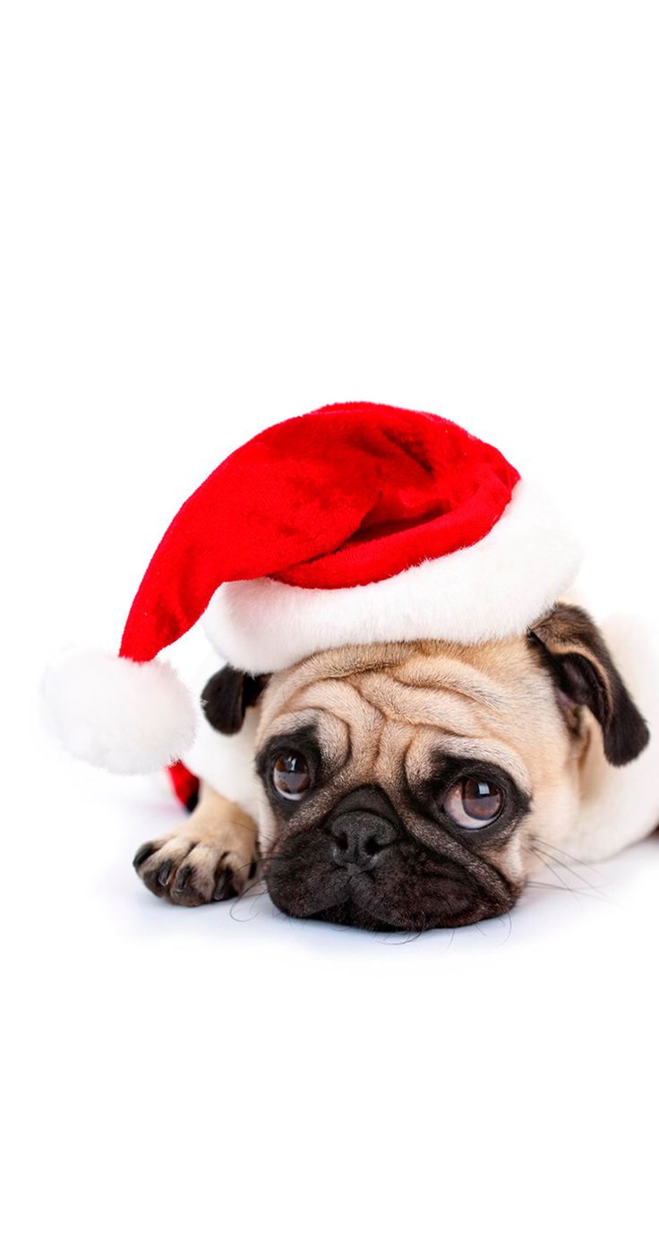 Christmas Pug Wallpapers