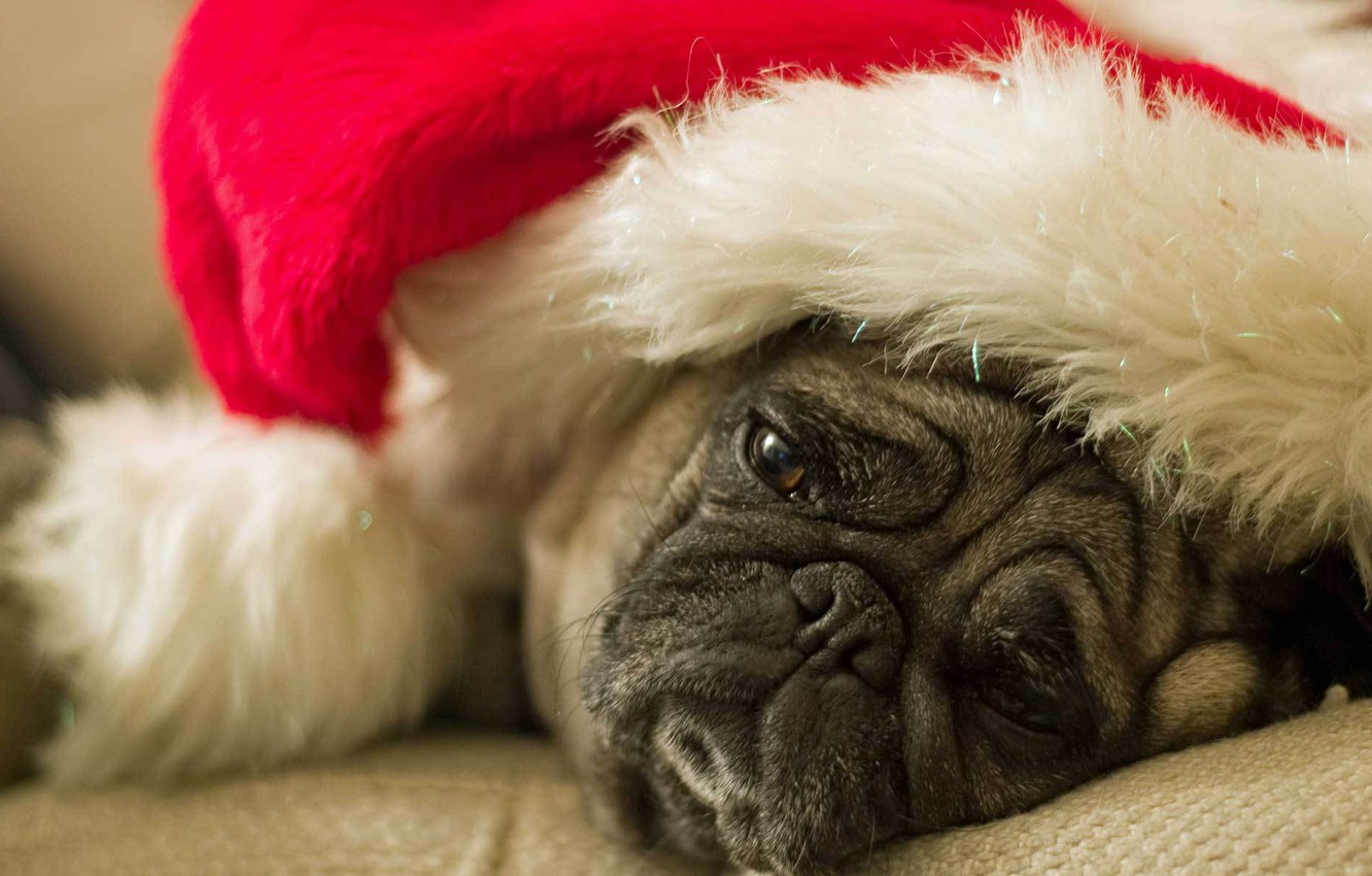 Christmas Pug Wallpapers