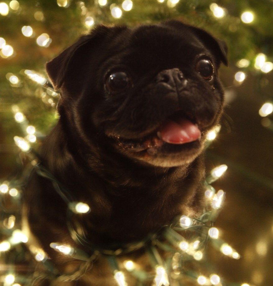 Christmas Pug Wallpapers