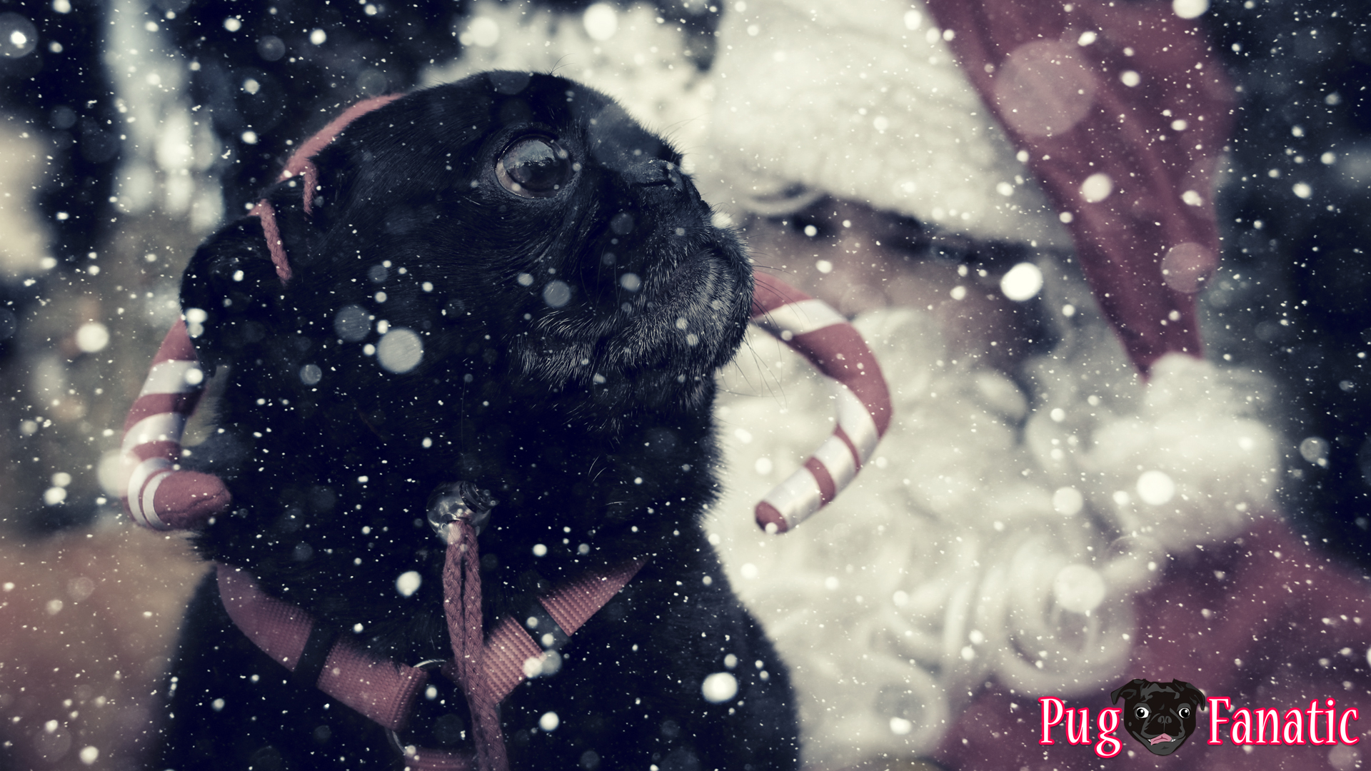 Christmas Pug Wallpapers