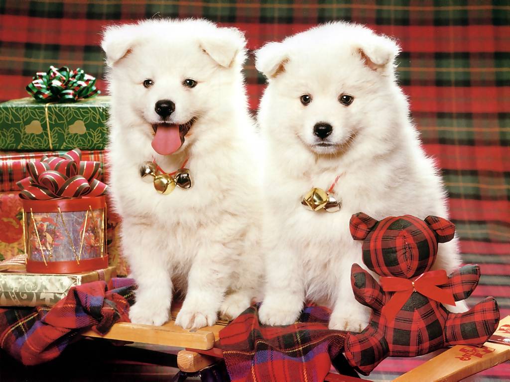 Christmas Puppies Wallpapers