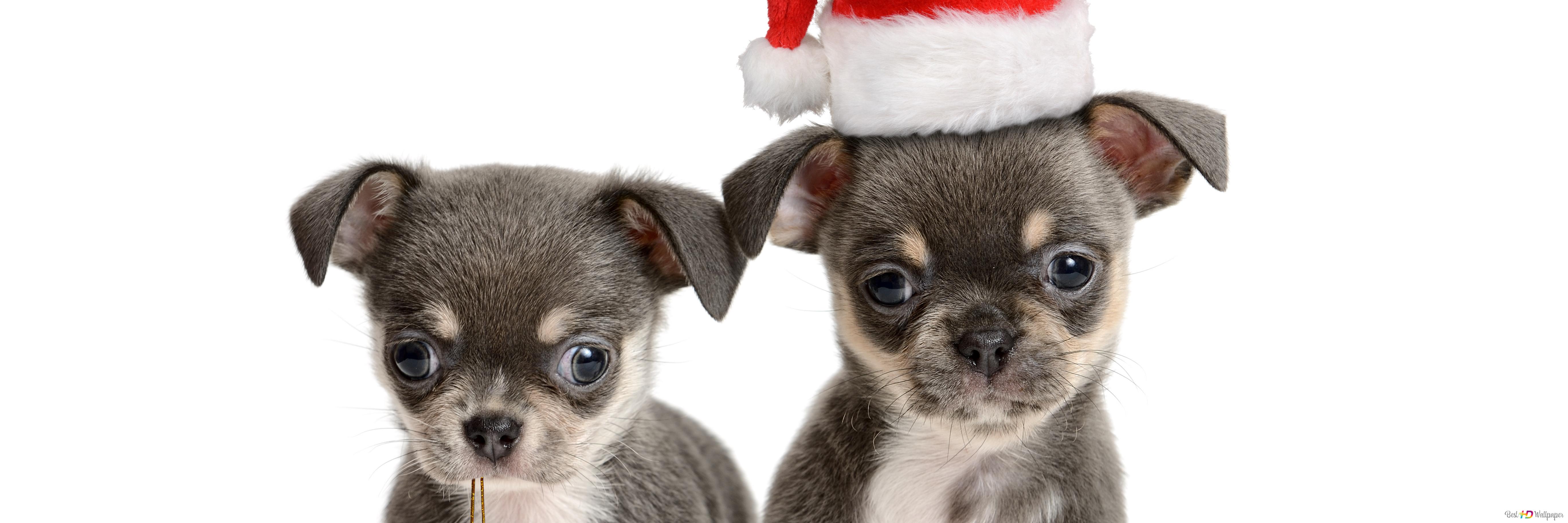 Christmas Puppies Wallpapers