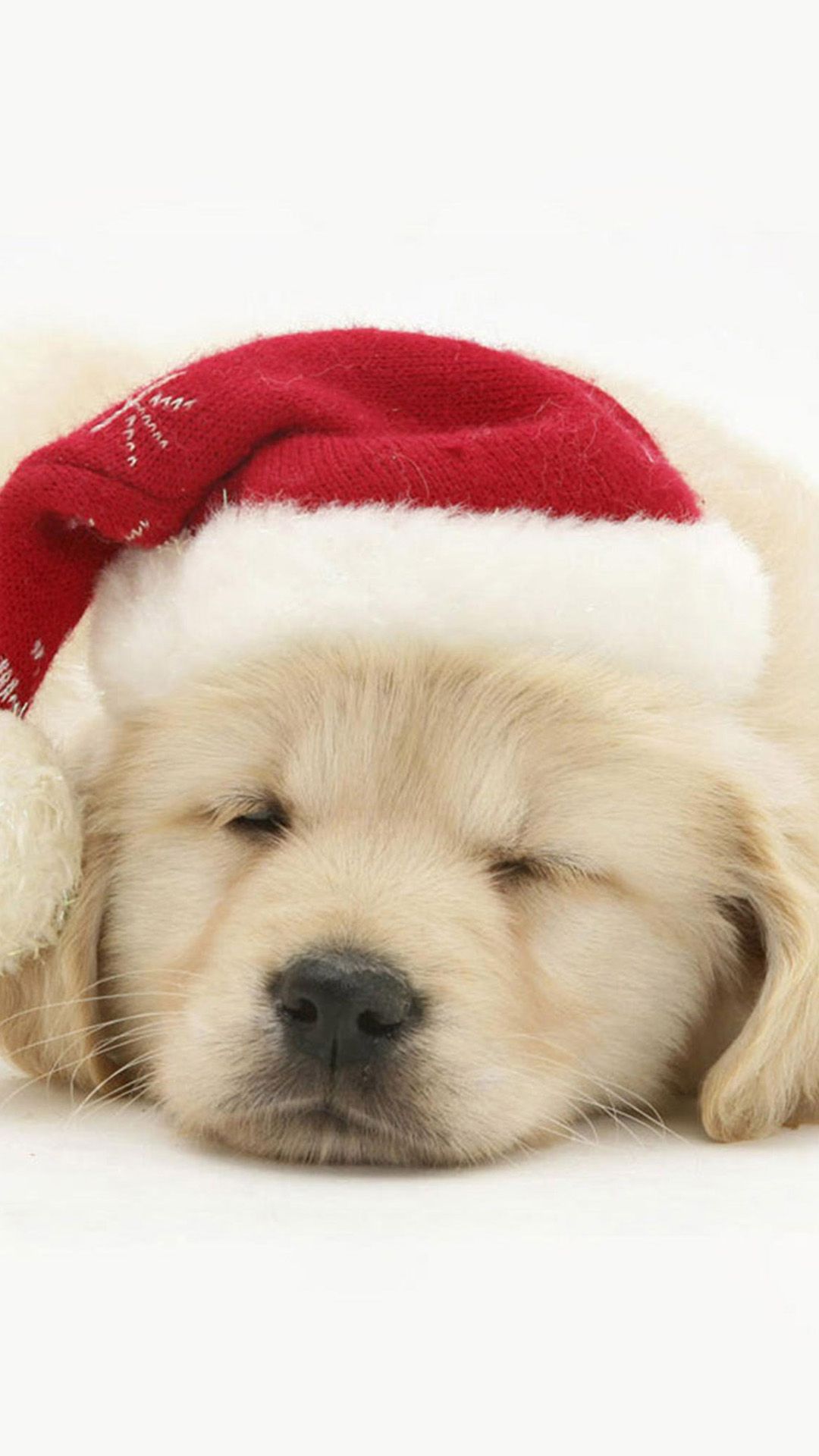 Christmas Puppies Wallpapers